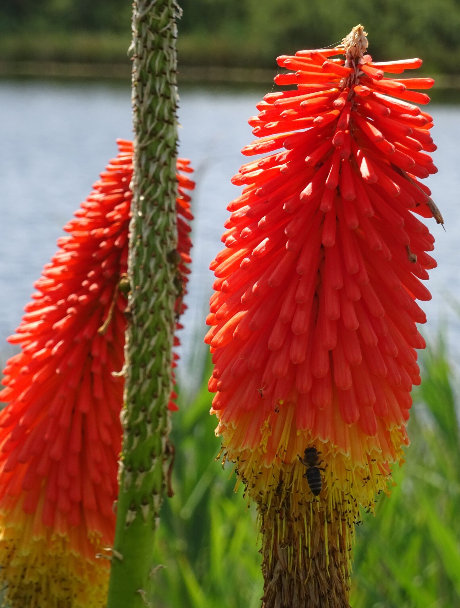 Sony Cyber-shot DSC-WX350 sample photo. Flower, orange, nature photography