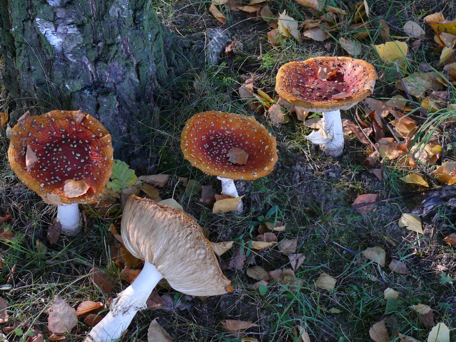 Panasonic DMC-FZ50 sample photo. Mushroom, nature, forest photography