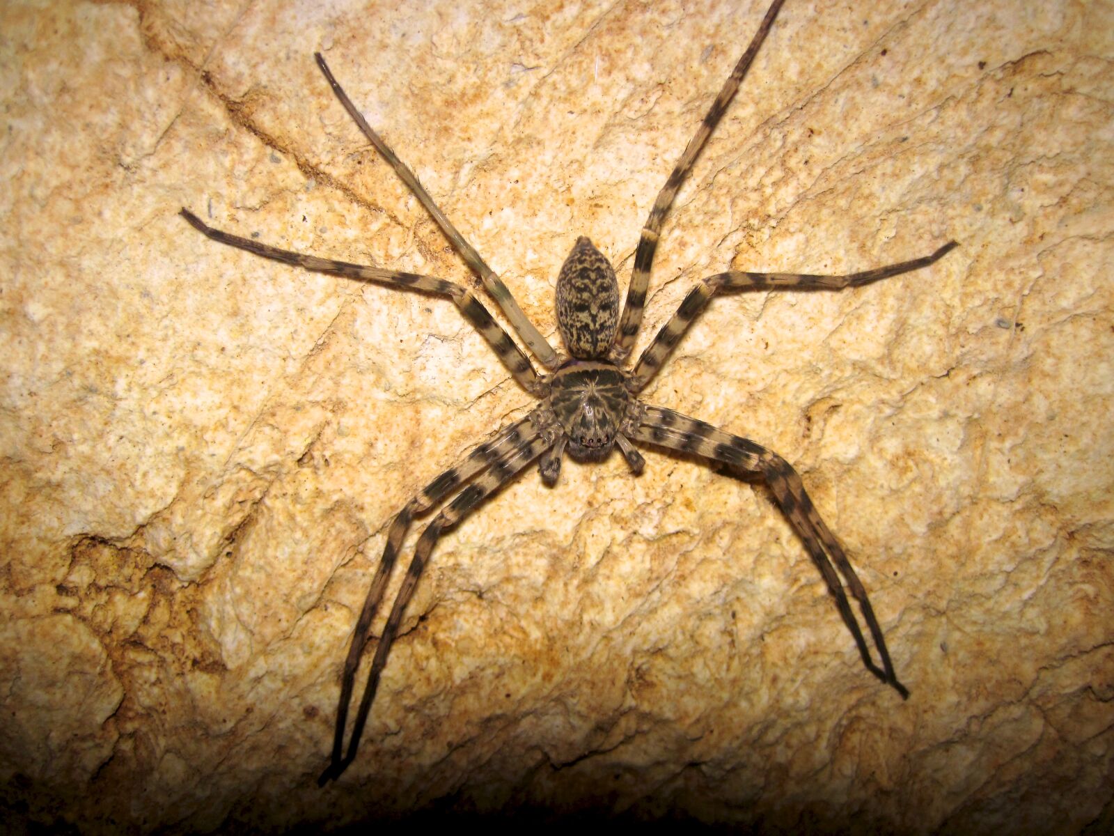 Canon PowerShot D10 sample photo. Spider photography