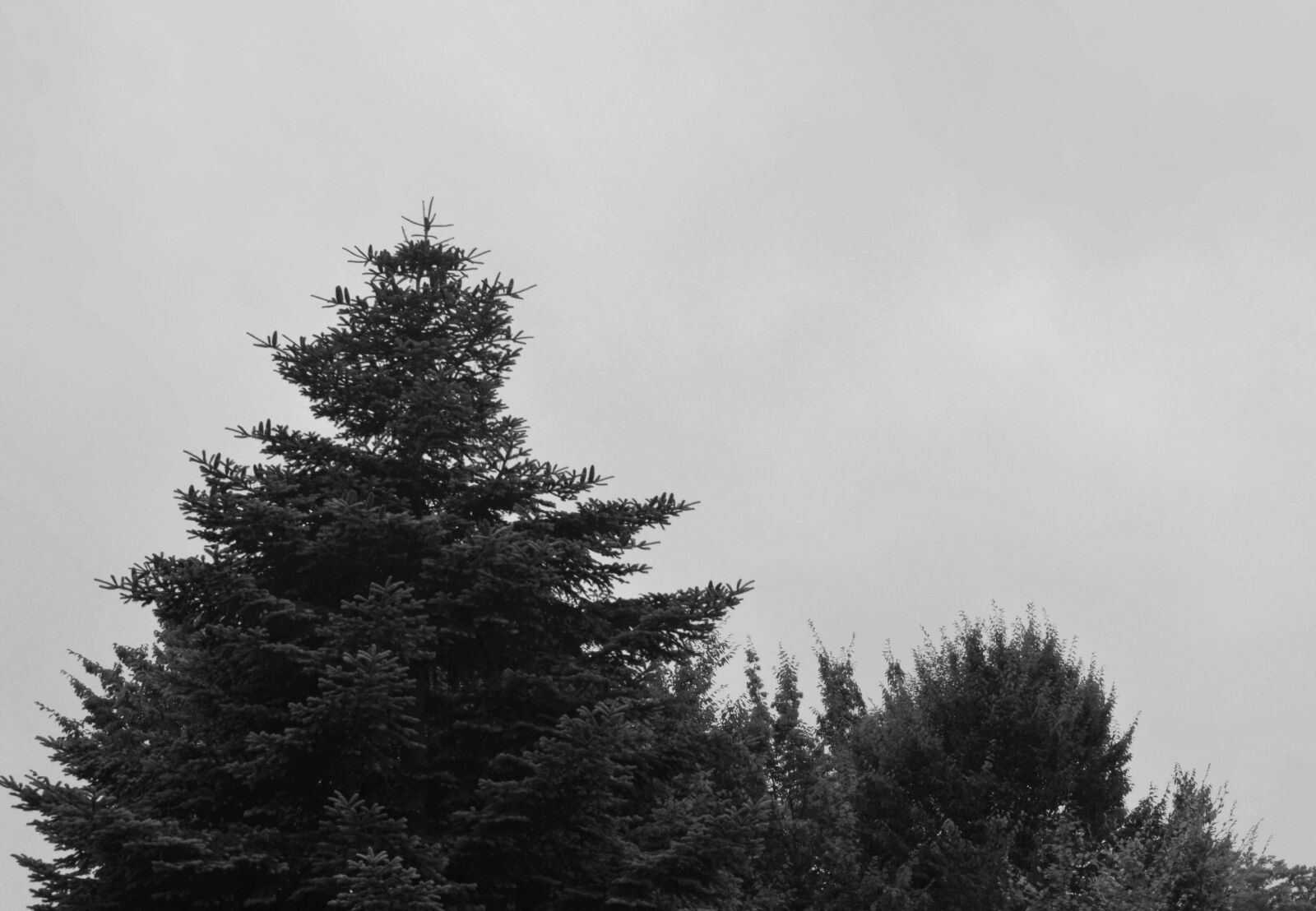 Nikon D3200 sample photo. Low, angle, view, of photography