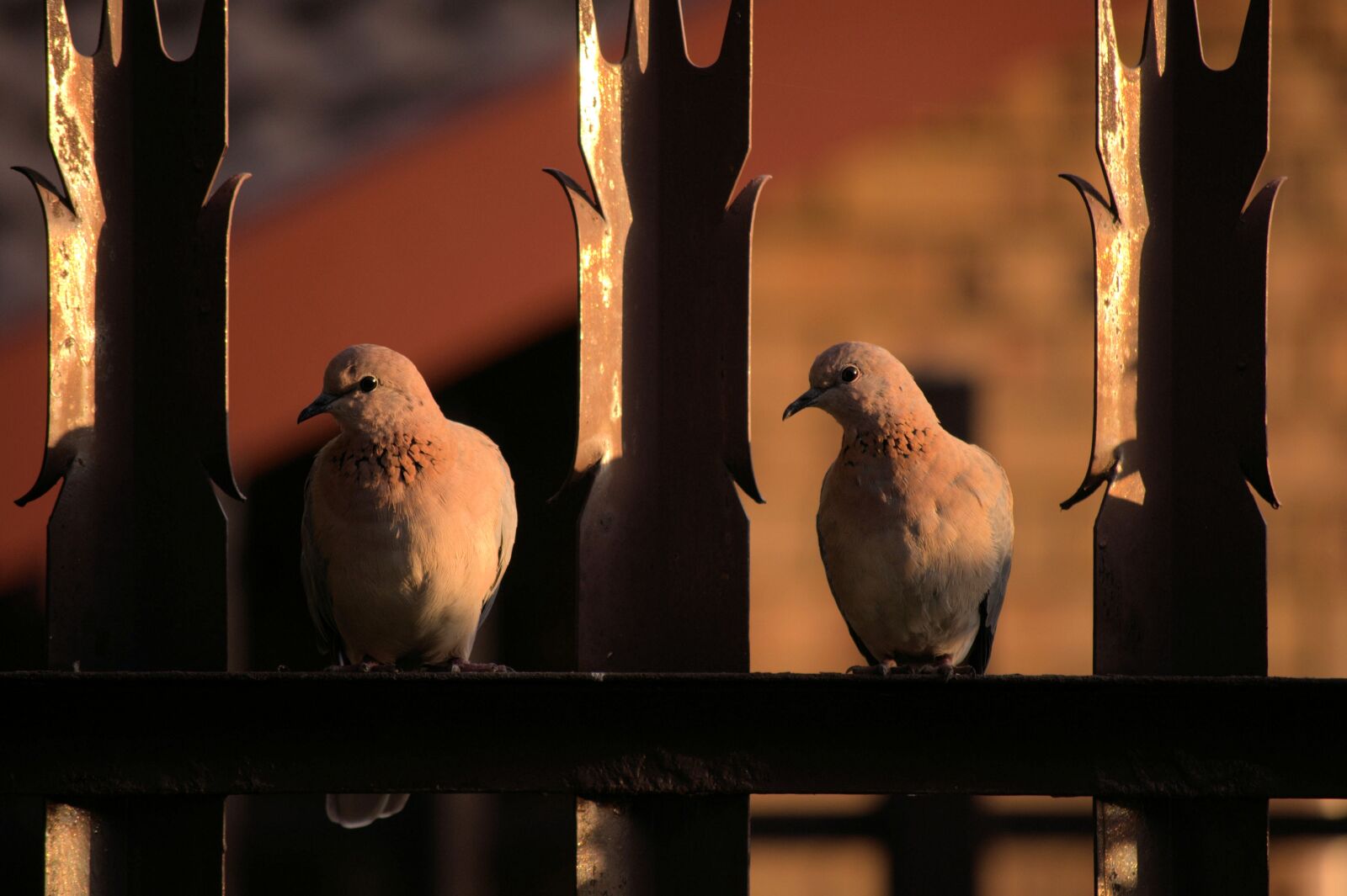 Nikon D90 sample photo. Pigeons, doves, birds photography