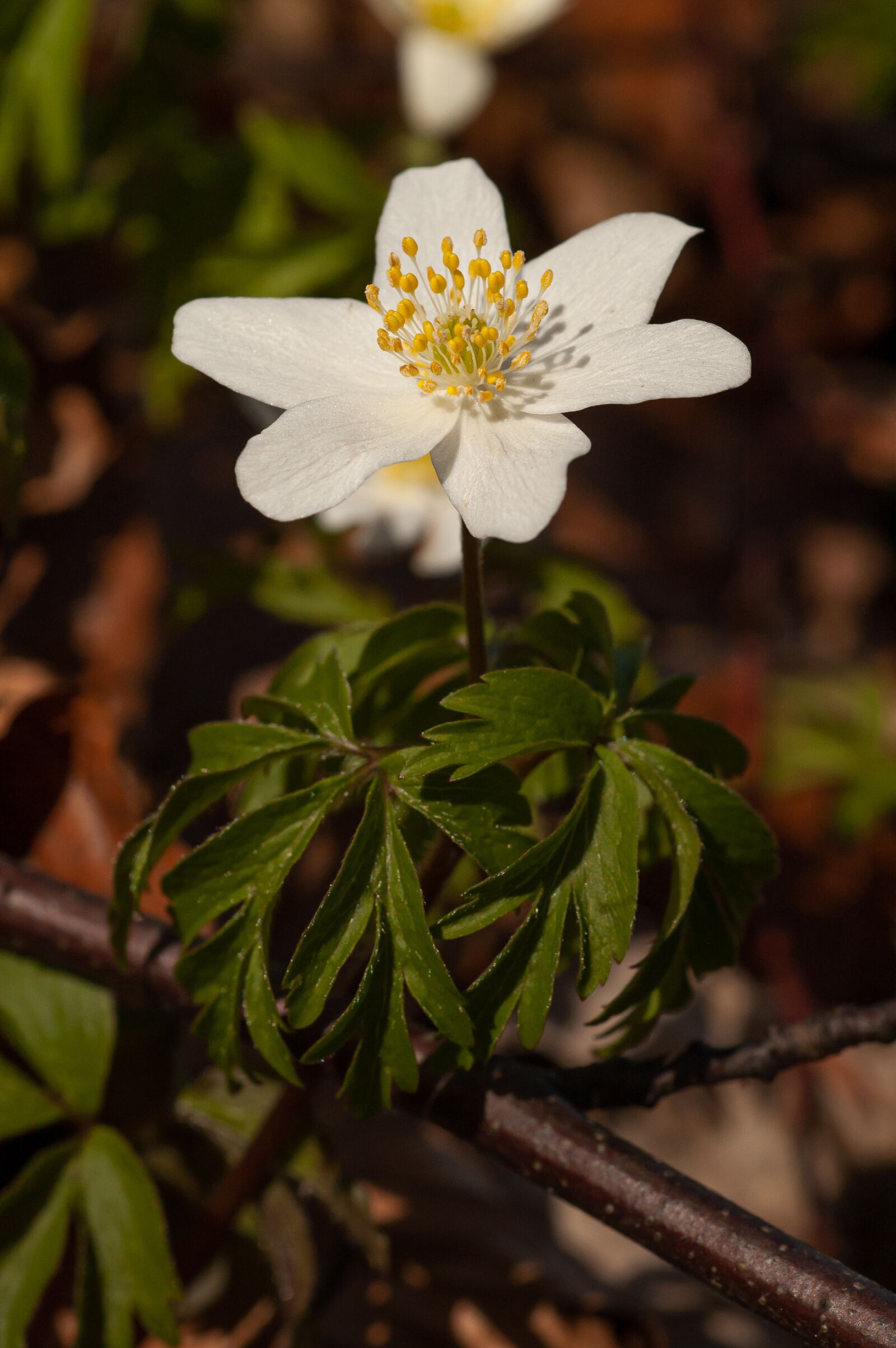 Nikon D50 sample photo. Wood anemone, forest floor photography