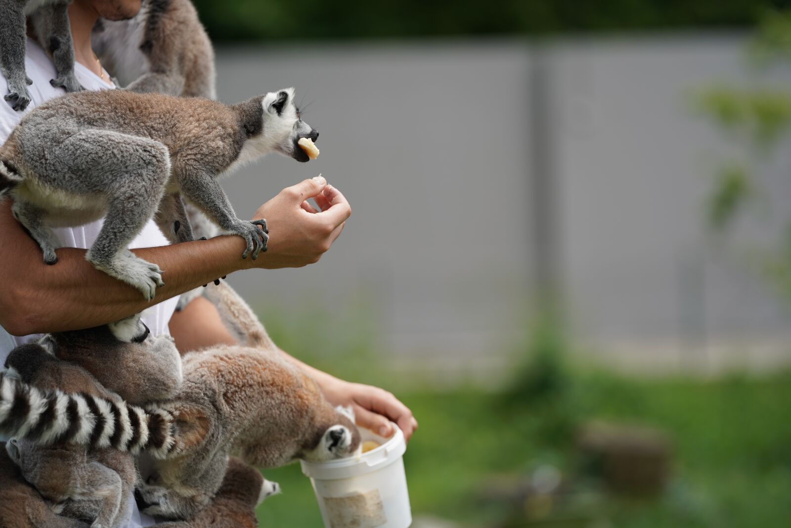 Sony FE 70-200mm F2.8 GM OSS sample photo. Lemur, feeding, eat photography
