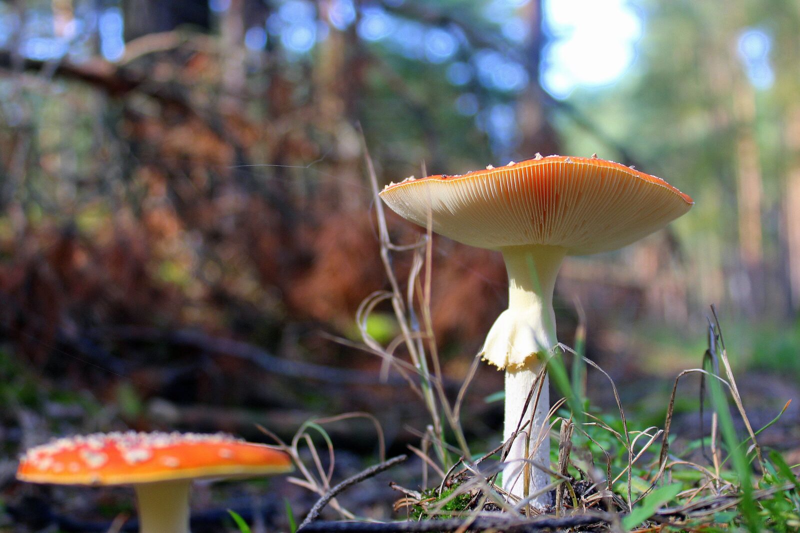 Canon EOS 1200D (EOS Rebel T5 / EOS Kiss X70 / EOS Hi) sample photo. Fly agaric red, poisonous photography