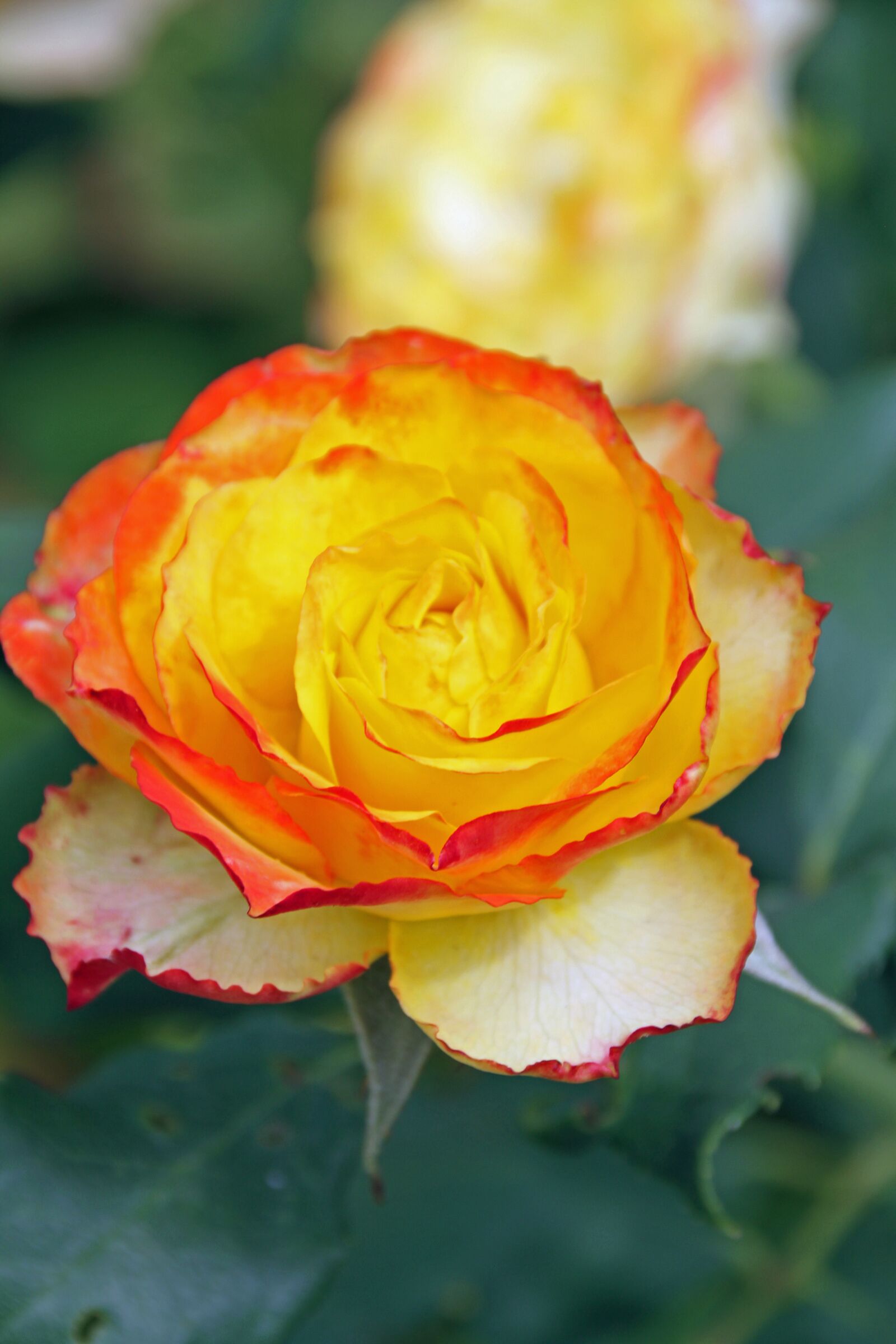 Canon EOS 7D sample photo. Rosebush, yellow, orange border photography