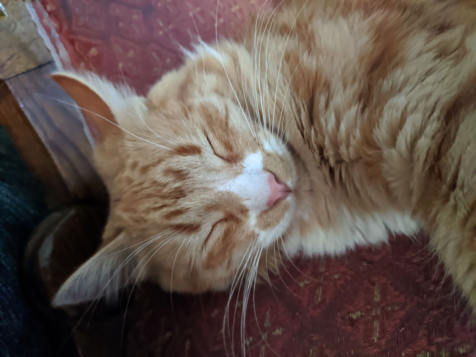 Xiaomi Redmi Note 8 sample photo. Cat, sleep, stains photography