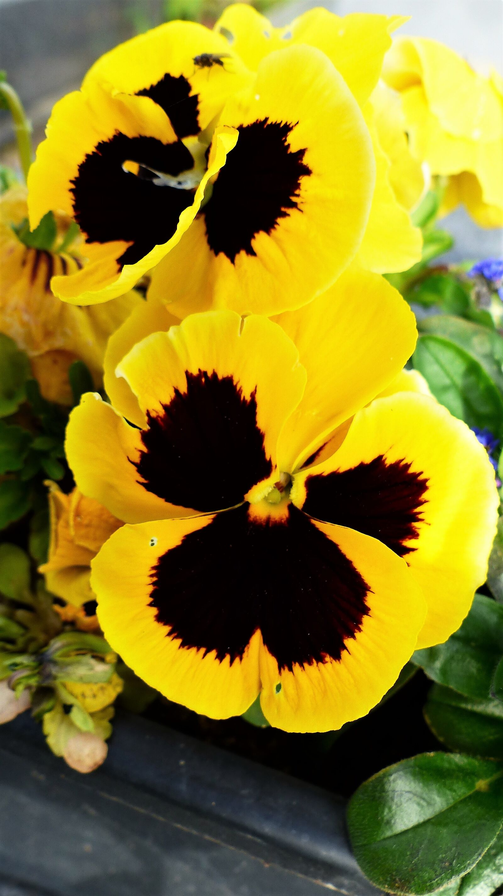 Panasonic Lumix DMC-FZ200 sample photo. Flower, nature, plant photography
