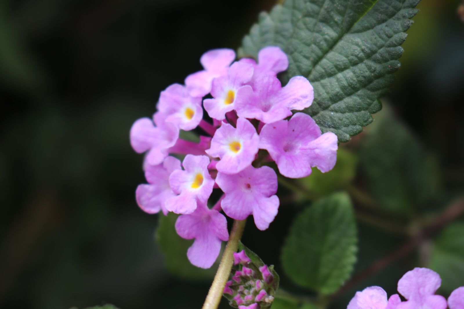 Canon EOS 750D (EOS Rebel T6i / EOS Kiss X8i) sample photo. Flower, purple, inflorescences team photography