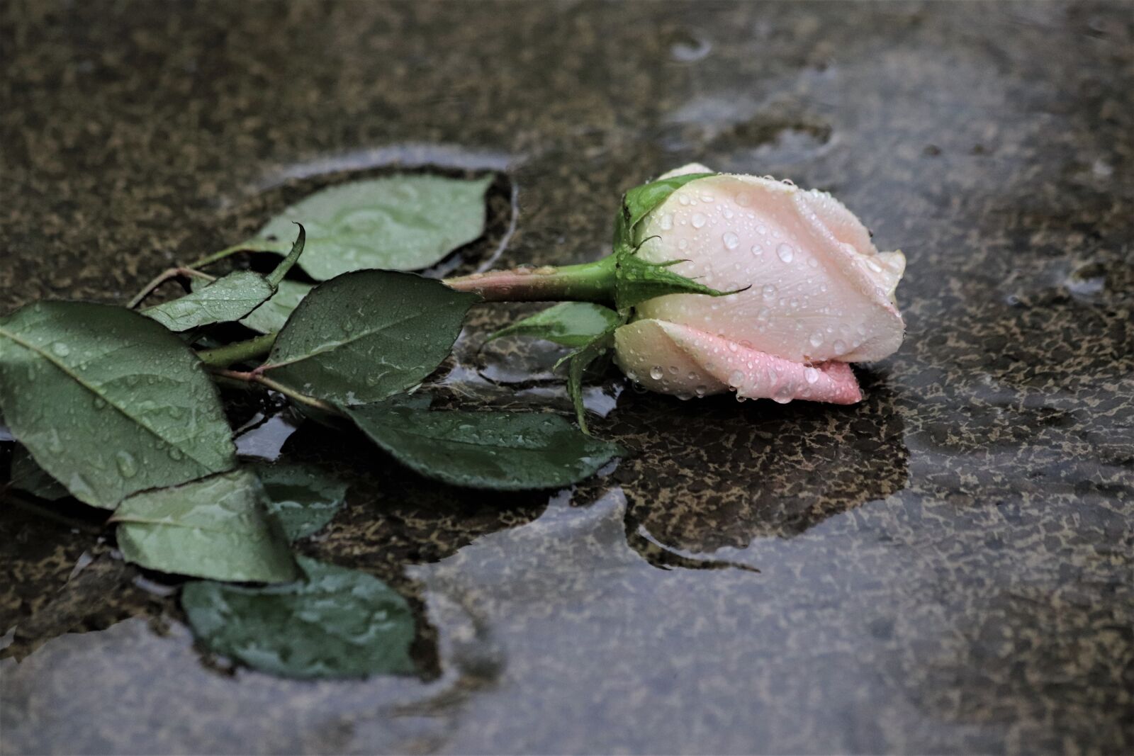 Canon EOS 200D (EOS Rebel SL2 / EOS Kiss X9) + Canon EF 70-300mm F4-5.6 IS USM sample photo. Pink rose in rain photography