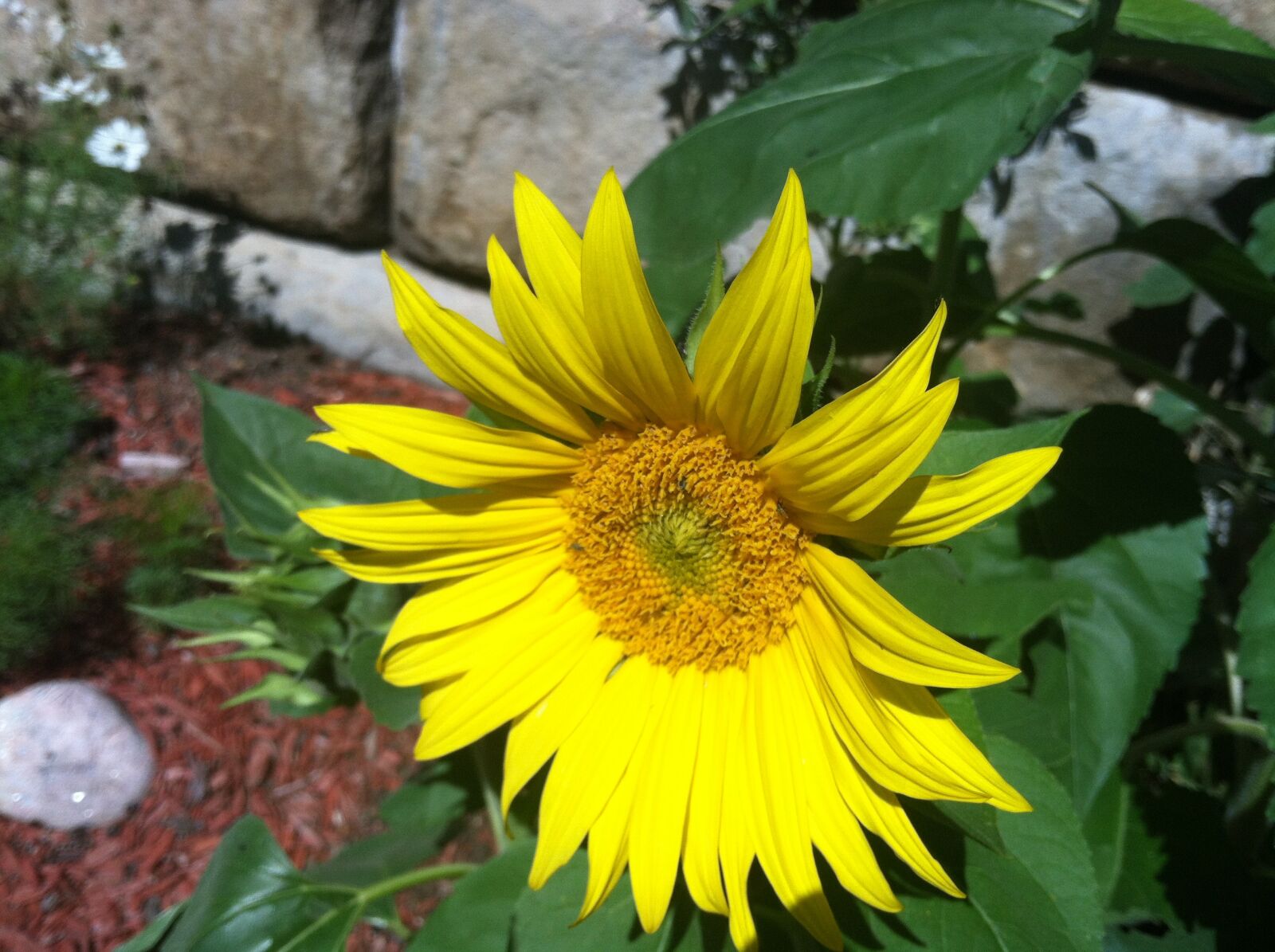 Apple iPhone 4 sample photo. Sunflower, yellow, nature photography