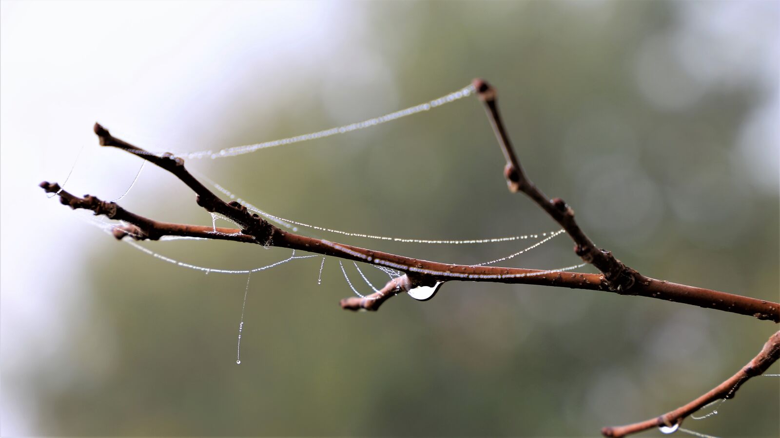 Canon EOS 6D sample photo. Branch, spider net, cobweb photography
