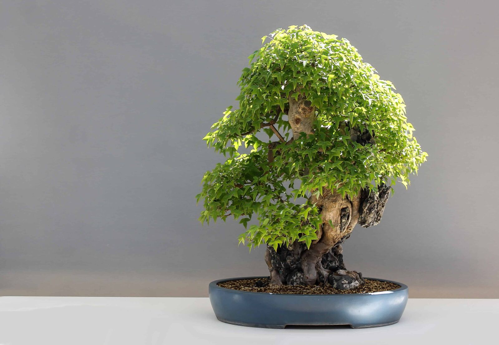 Canon EOS 1100D (EOS Rebel T3 / EOS Kiss X50) sample photo. Leaf, nature, tree, bonsai photography
