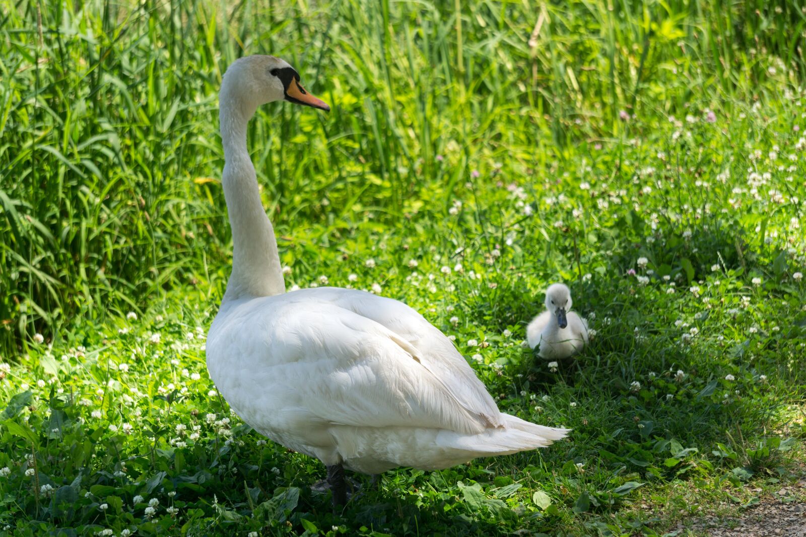 Sony E 55-210mm F4.5-6.3 OSS sample photo. Swan, animals, green photography