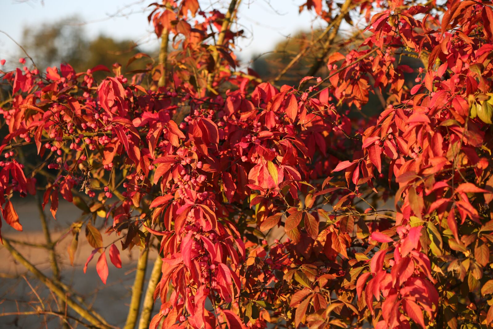 Canon EF 24-105mm F4L IS USM sample photo. Plant, nature, bush photography