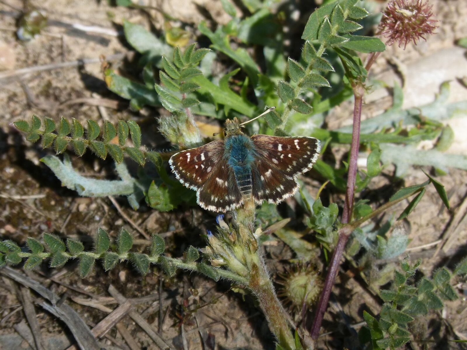 Panasonic DMC-FZ62 sample photo. Grizzled armoricanus, butterfly, merlet photography