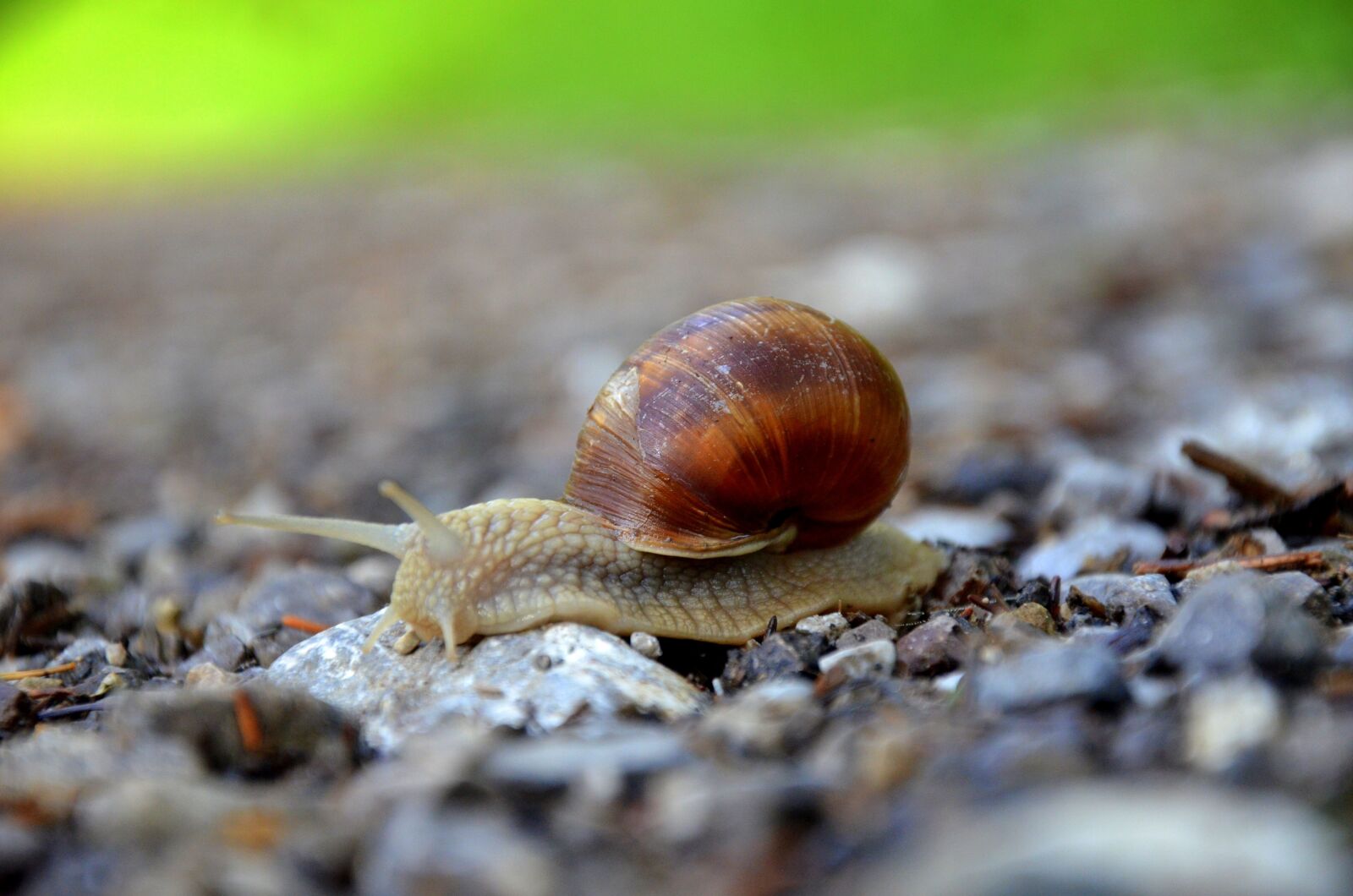 Nikon D5100 sample photo. Snail, mollusk, shell photography