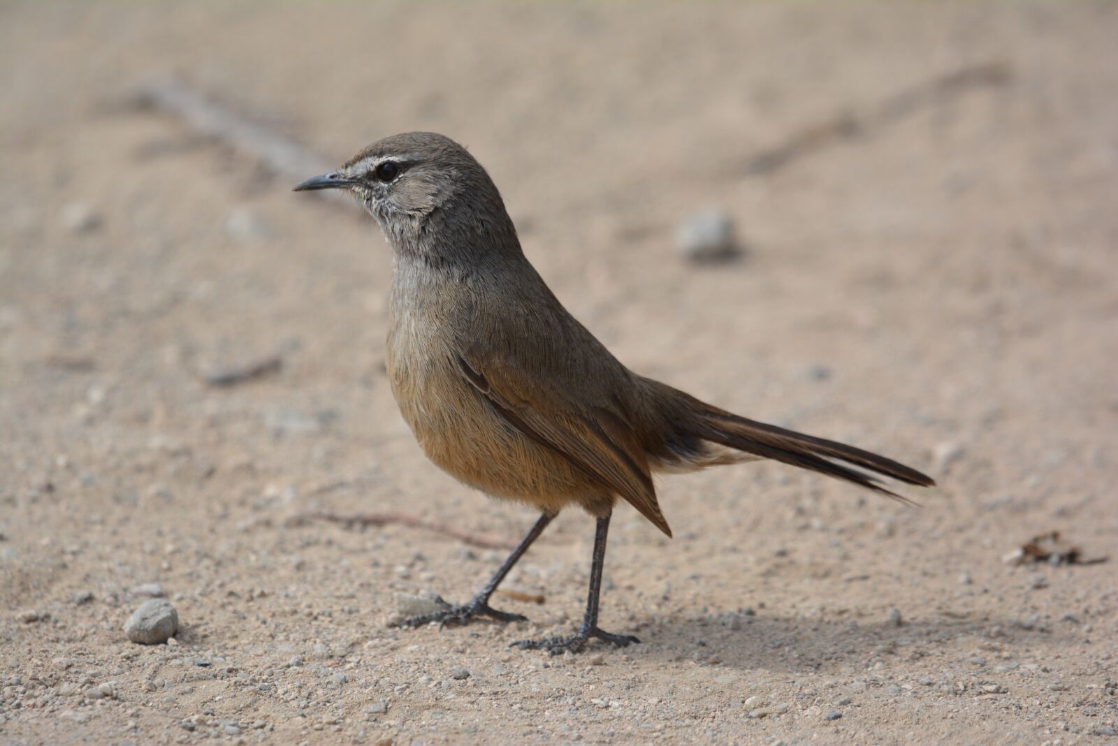 Nikon D5200 sample photo. Bird, feathers, wings photography