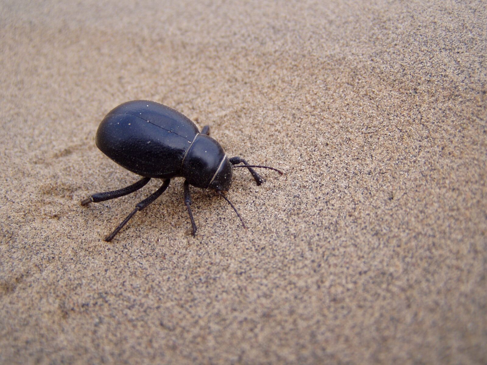 Olympus C720UZ sample photo. Beetle, desert, sand photography