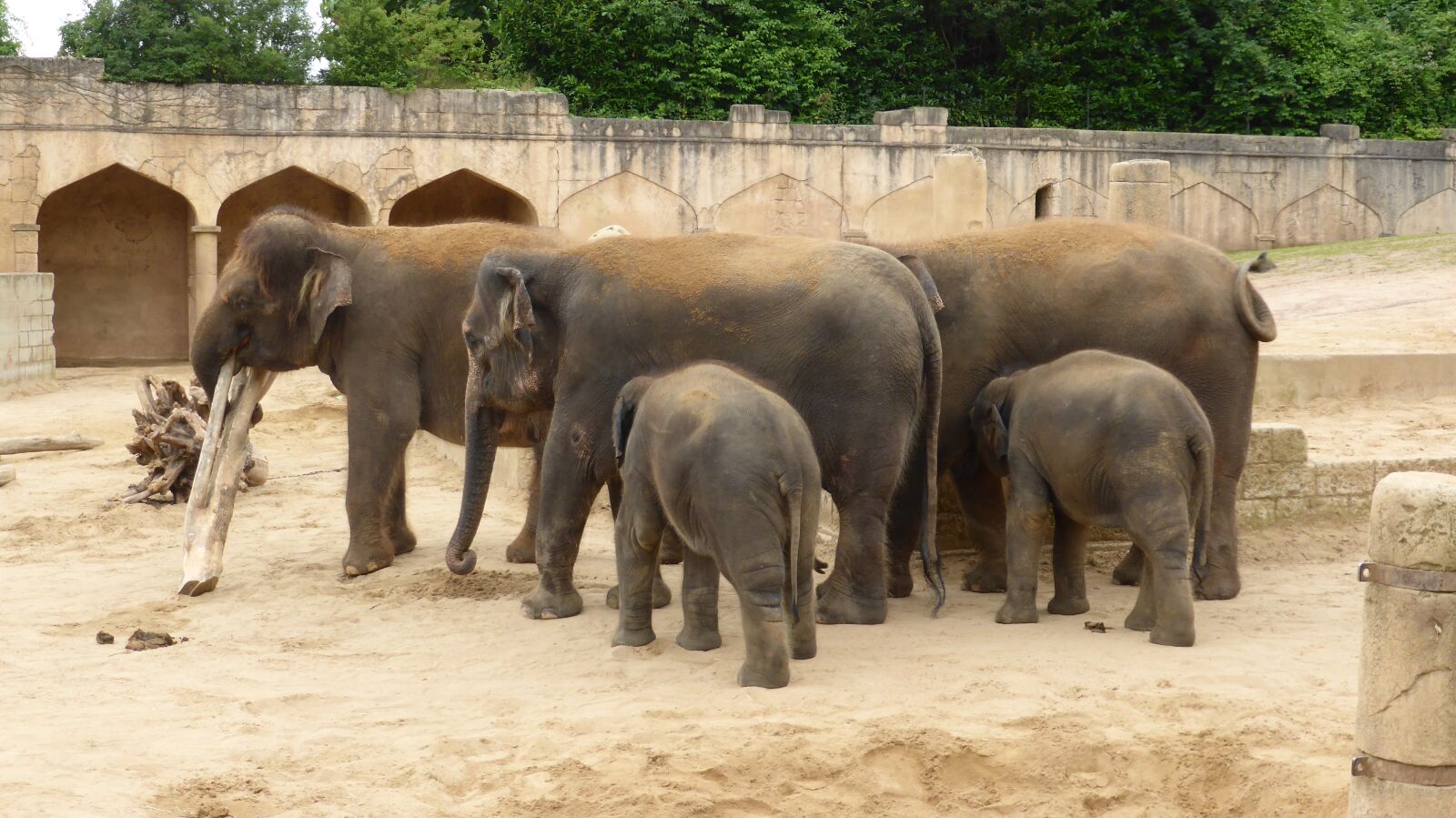 Panasonic DMC-TZ41 sample photo. Zoo hannover, elephant, adventure photography