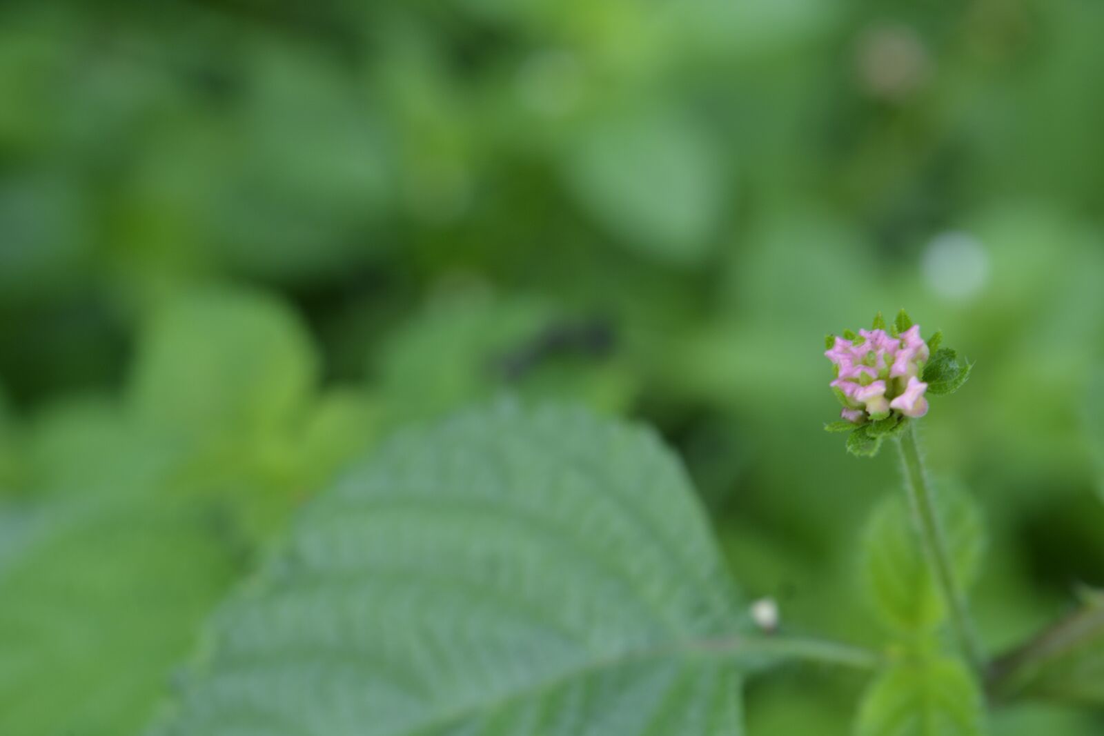 Nikon D5200 sample photo. Small flower, flower, nature photography