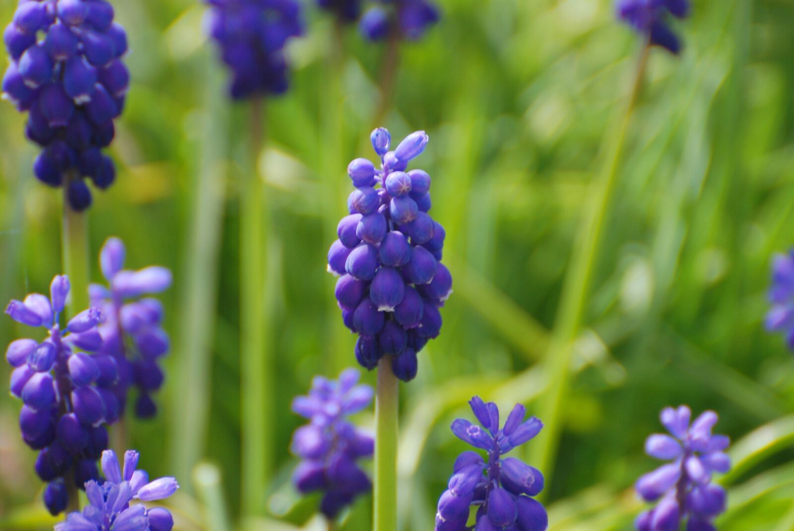 Nikon D80 sample photo. Grape hyacinths, blue, flowers photography