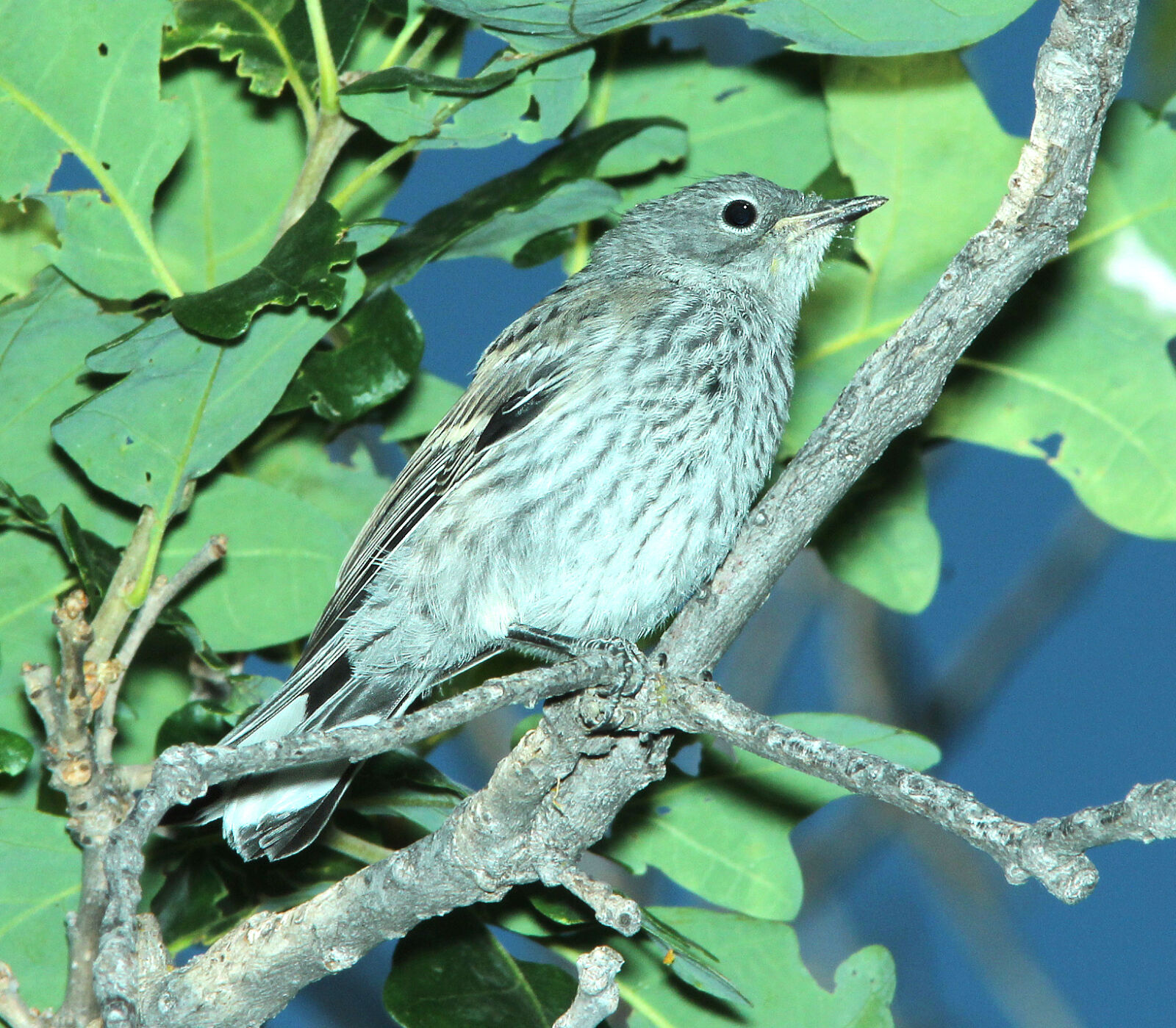 Canon EF 300mm F4L IS USM sample photo