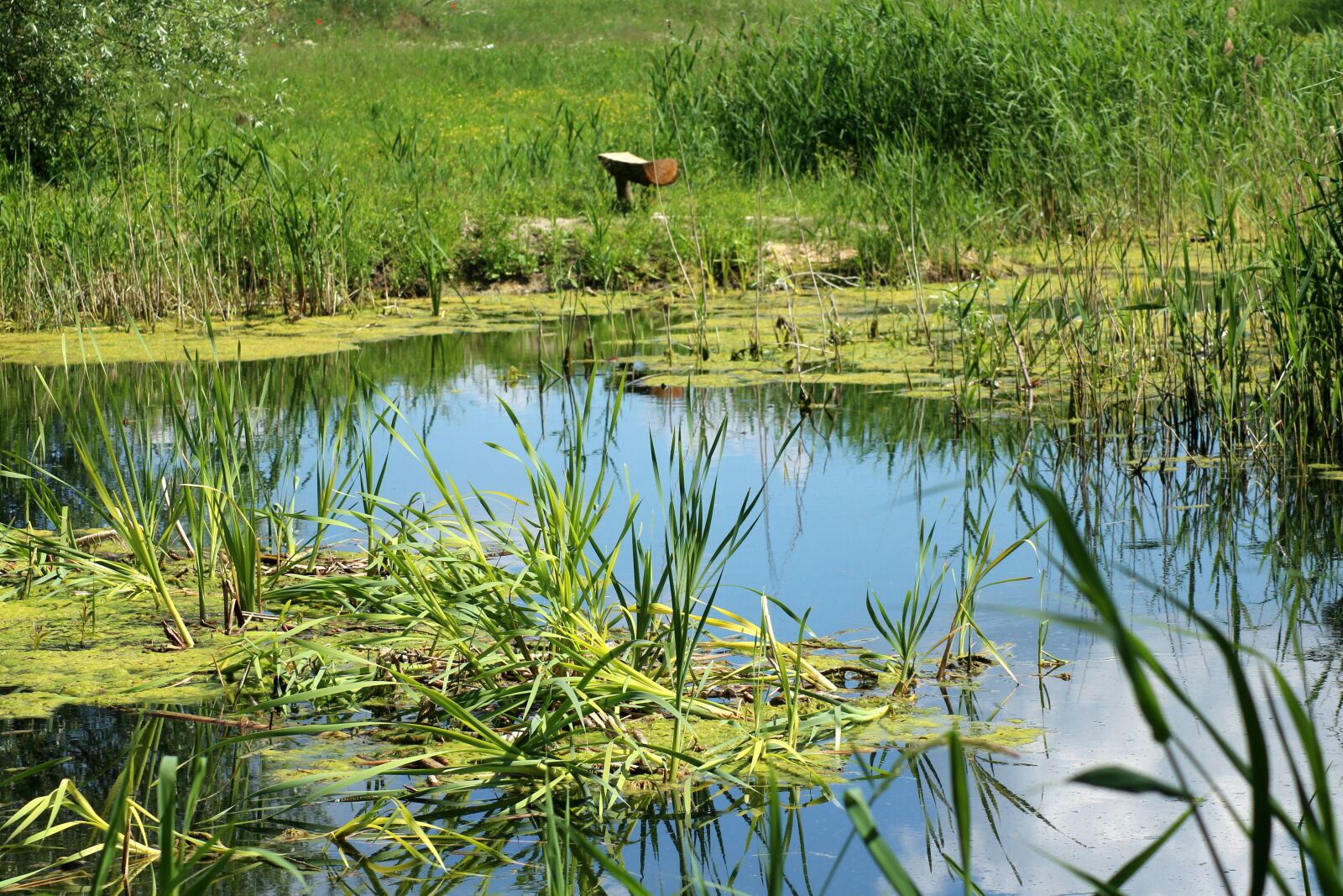 Canon EOS 1200D (EOS Rebel T5 / EOS Kiss X70 / EOS Hi) sample photo. Pond, over the water photography
