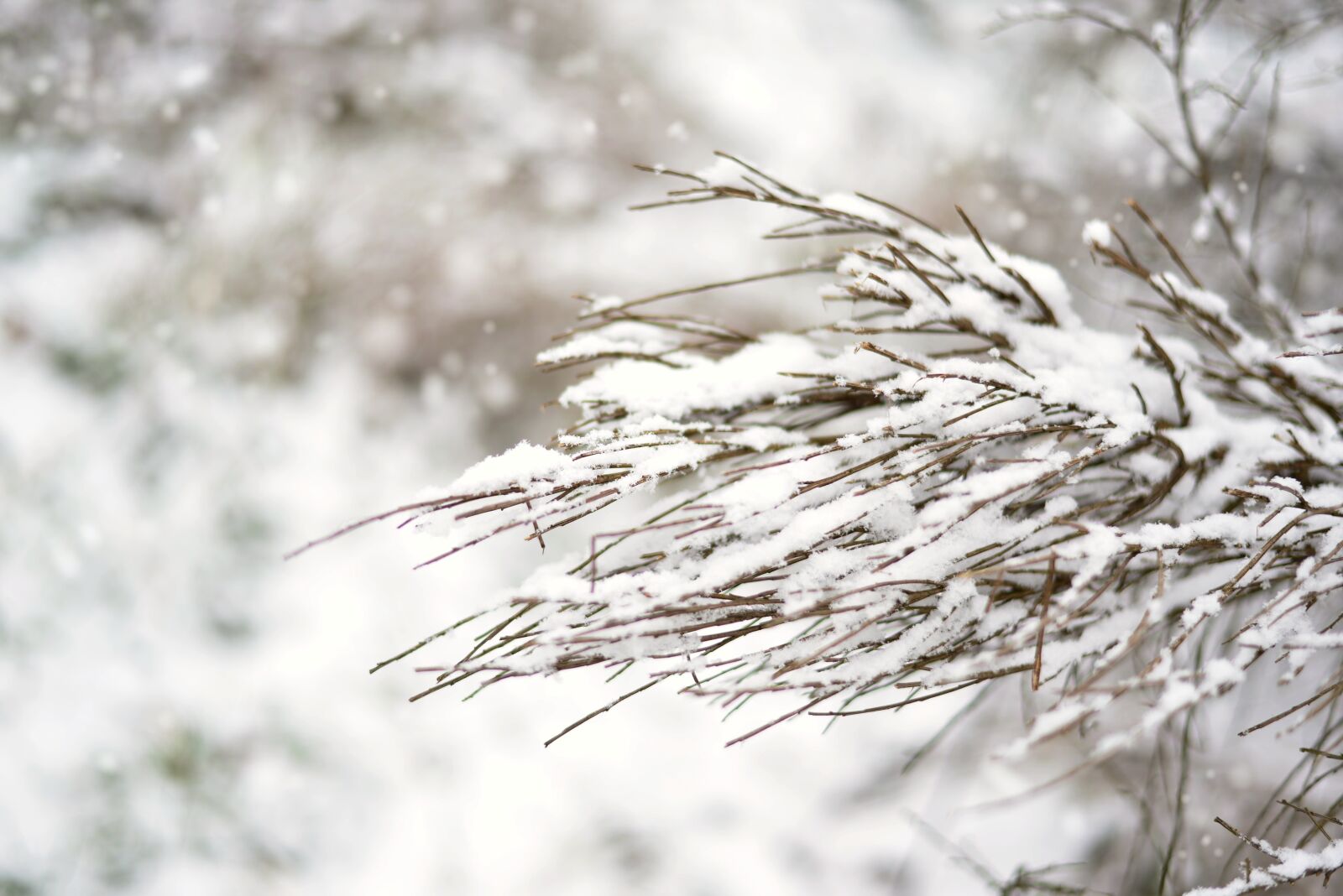 Nikon D610 sample photo. Winter, snow, snowy photography