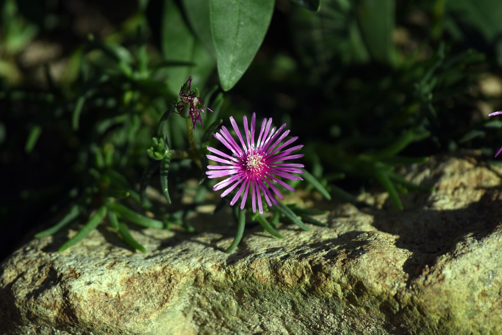 Nikon D750 sample photo. Flowers, pine country, rock photography