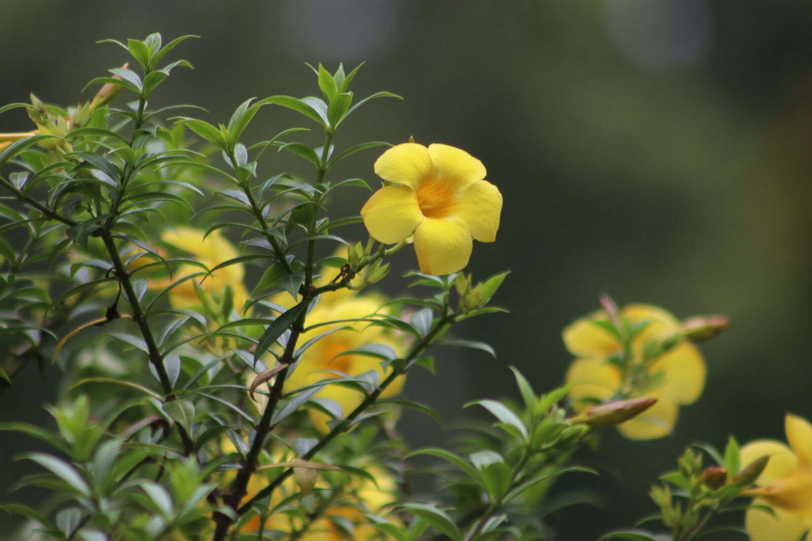 Canon EF75-300mm f/4-5.6 sample photo. Flower, nature, bloom photography