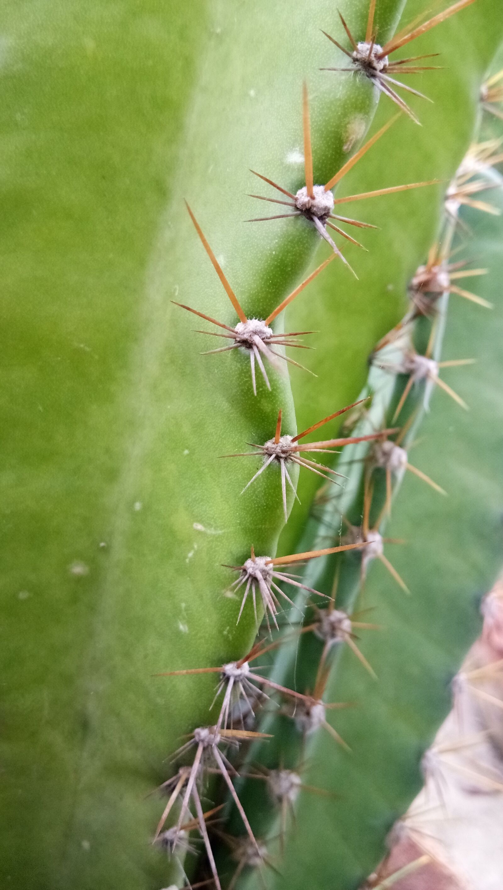 vivo 1601 sample photo. Cactus, spins, fork photography