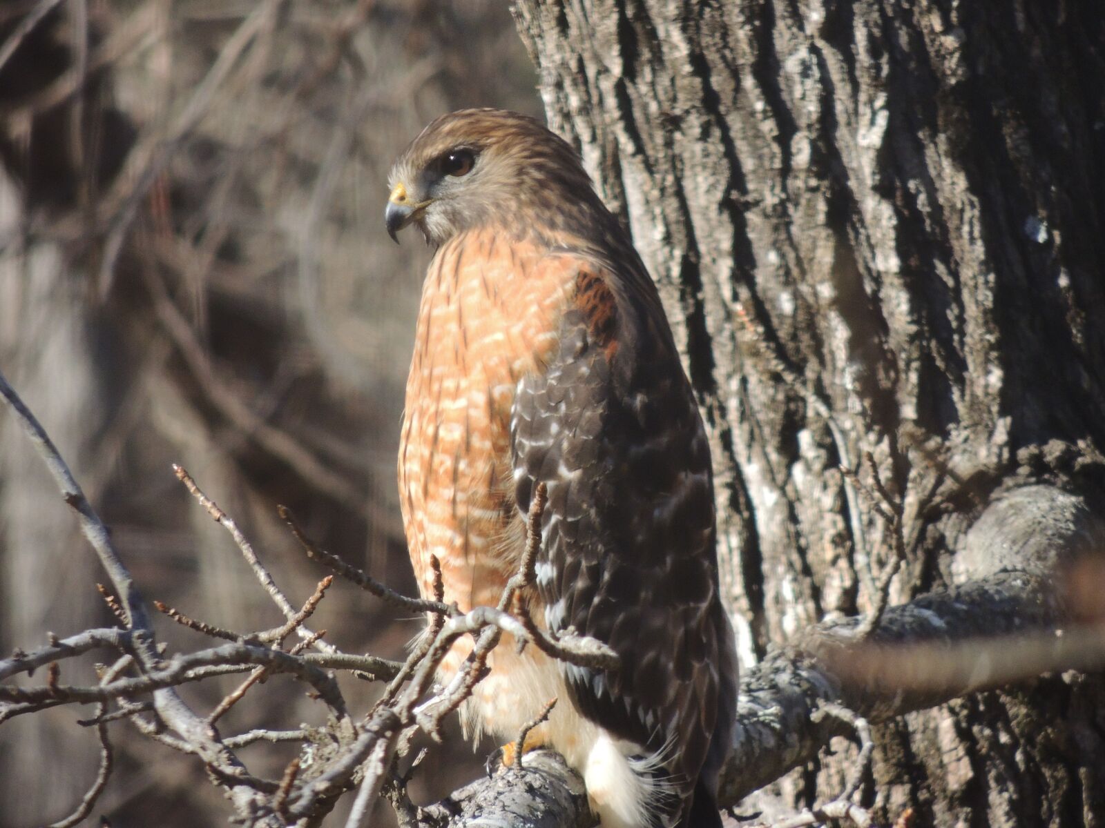 Nikon Coolpix P510 sample photo. Hawk, nature, bird photography