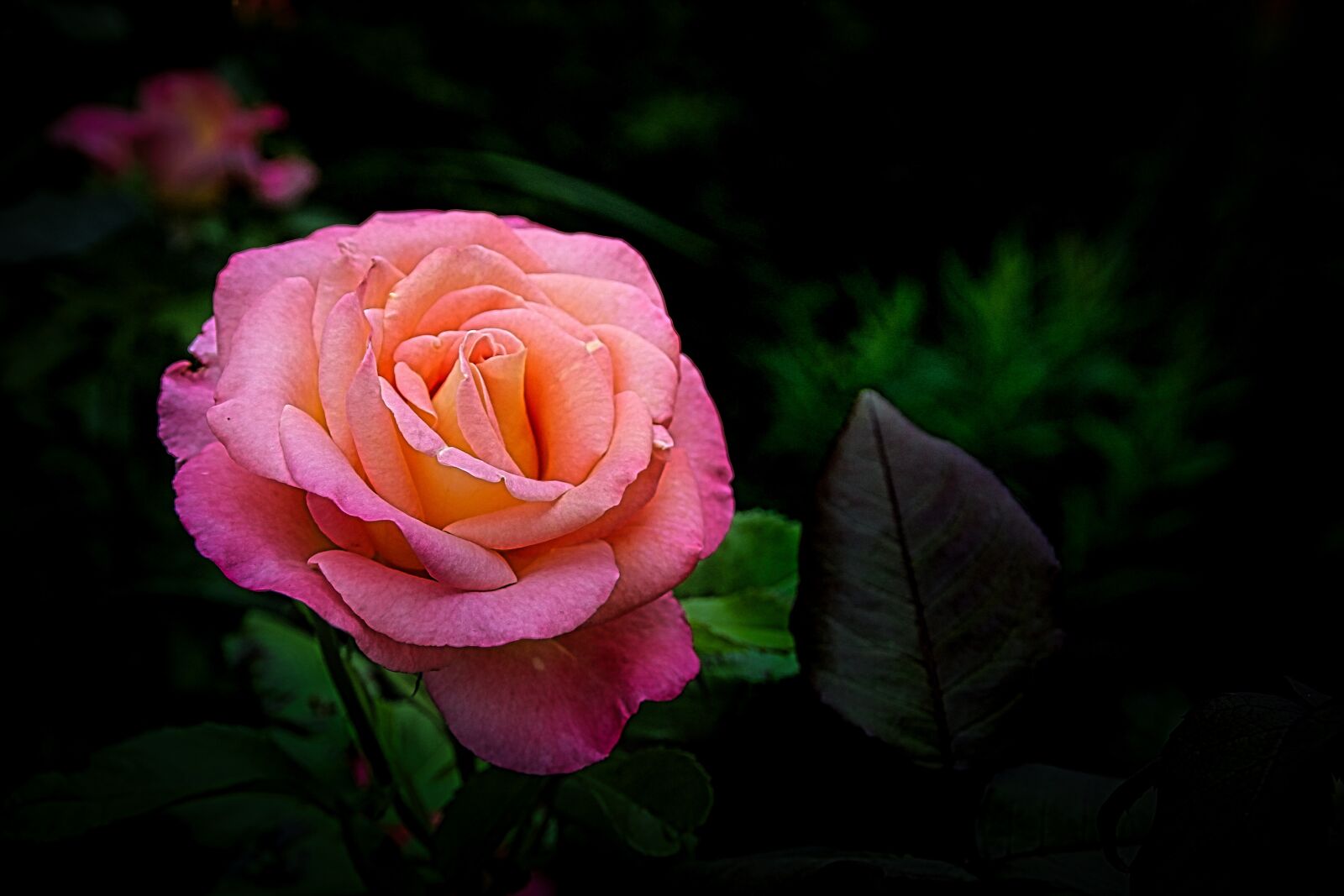 Canon EOS 100D (EOS Rebel SL1 / EOS Kiss X7) sample photo. Rose, garten, natur photography