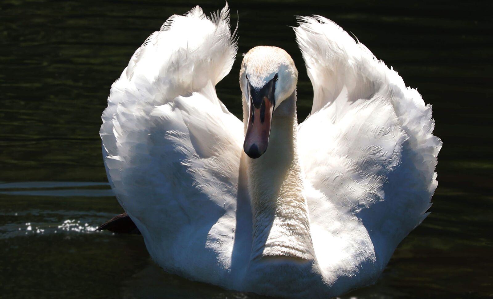 Canon EOS 80D sample photo. Wildlife, swan, water, bird photography