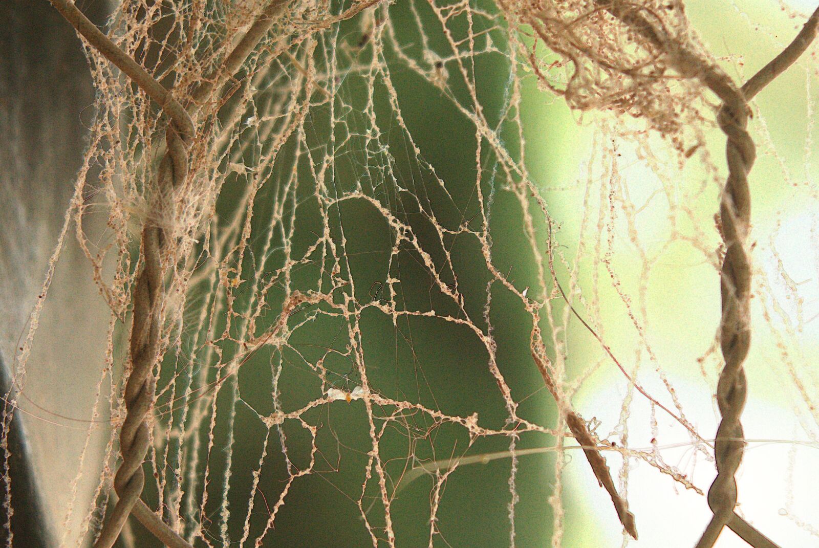 Nikon D3300 sample photo. Web, spider, old photography