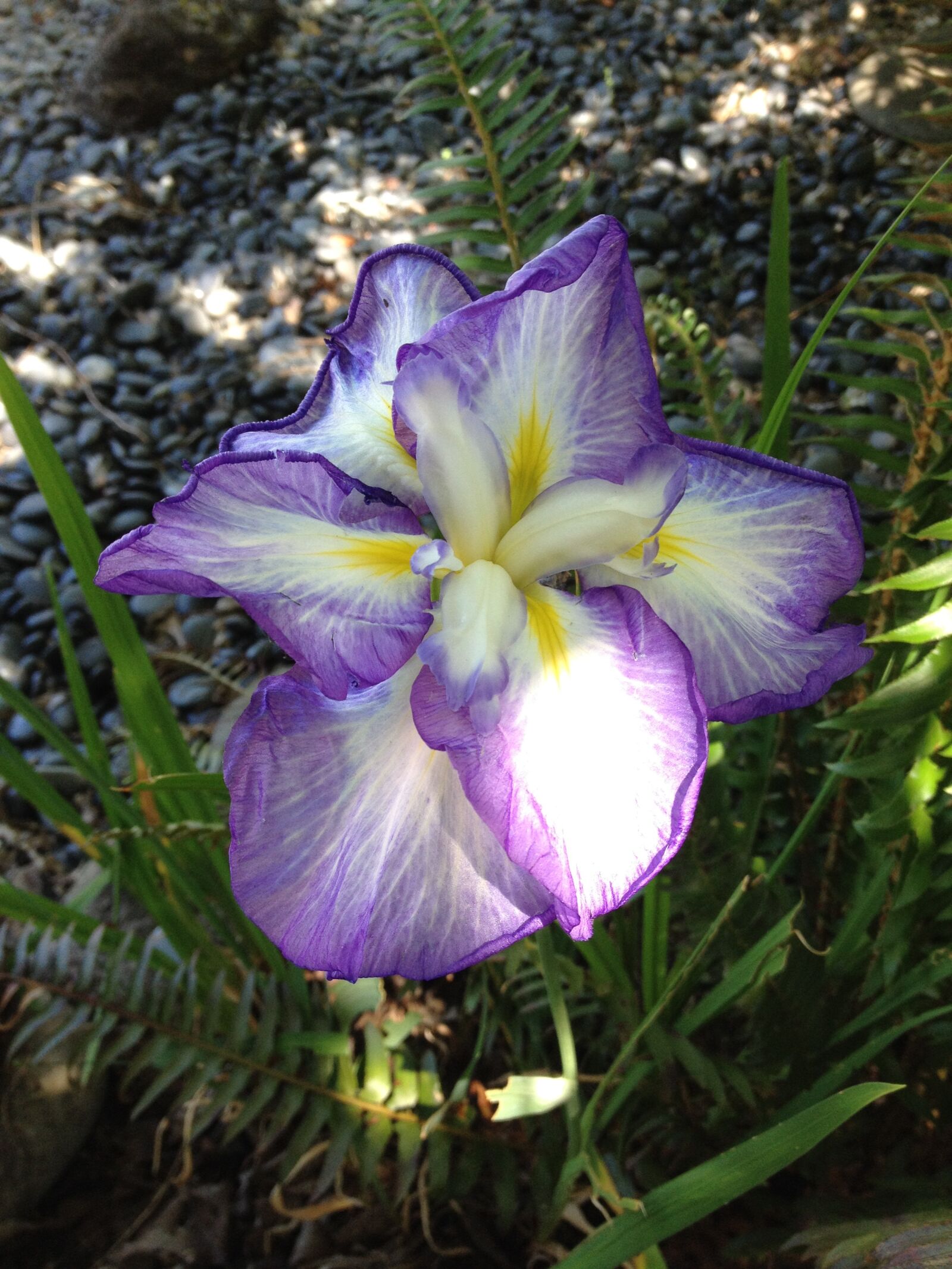 iPhone 4S back camera 4.28mm f/2.4 sample photo. Iris, bloom, japanese photography