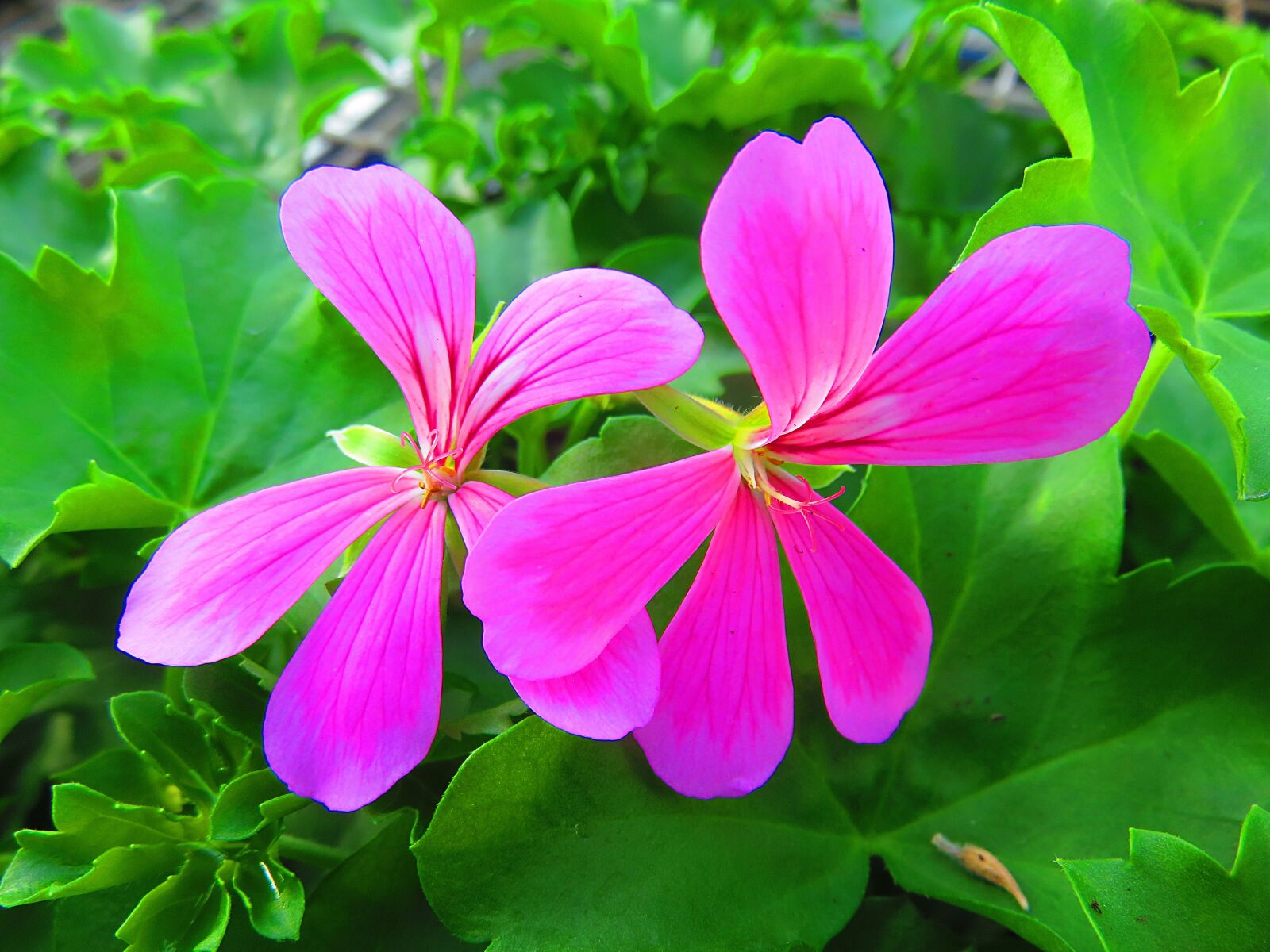 Canon PowerShot SX700 HS sample photo. Flower, geranium, pink photography
