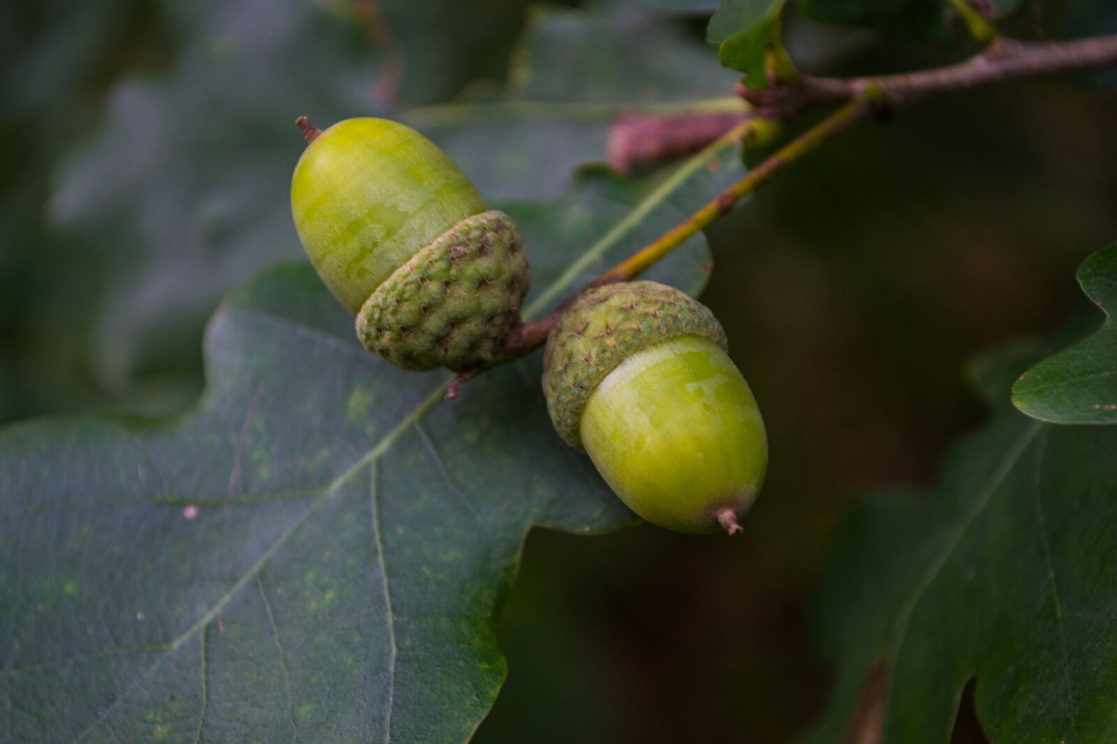 Nikon D3100 sample photo. German oak, acorns, leaf photography