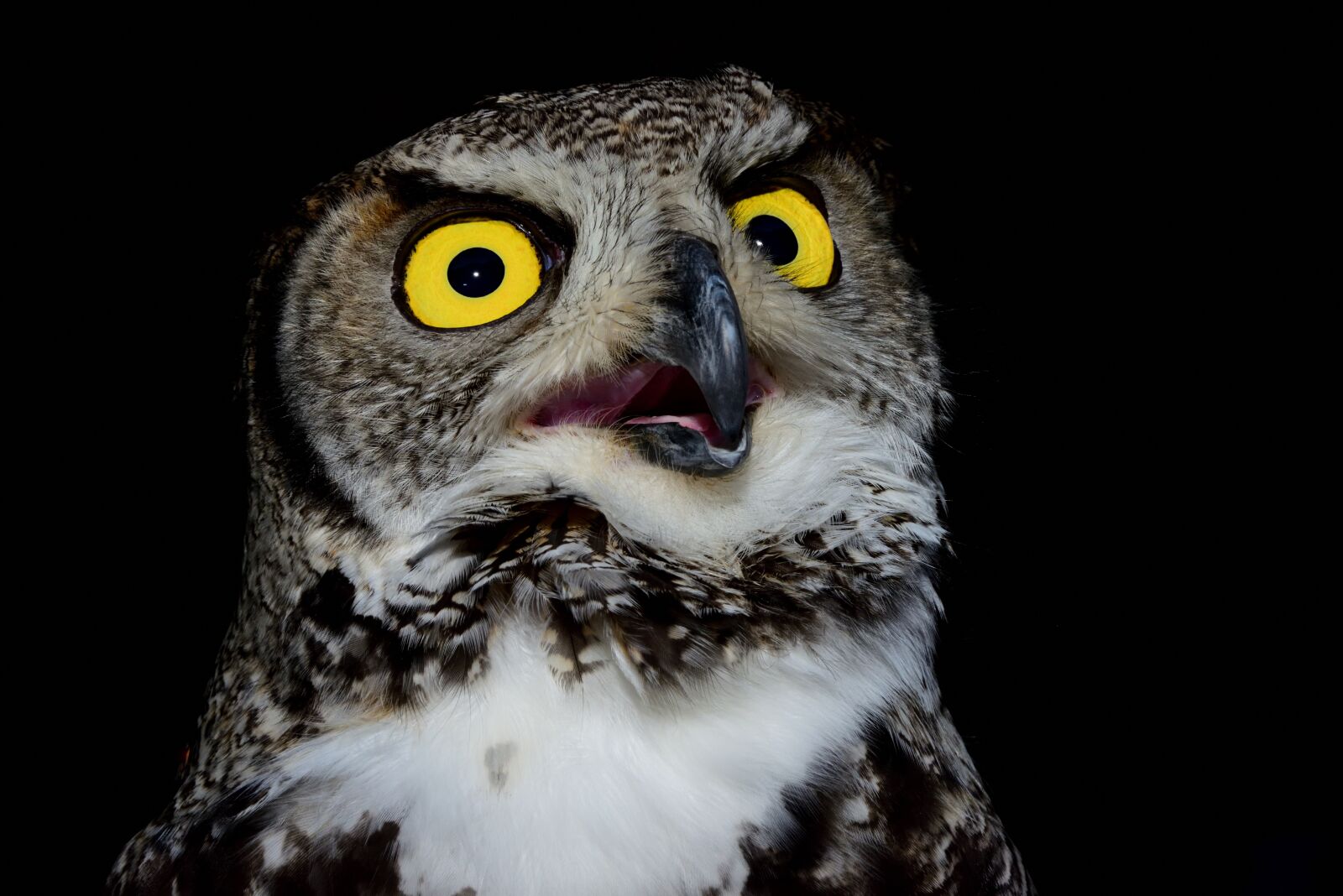 Nikon D810 sample photo. Raptor, tuscany, ferragosto photography