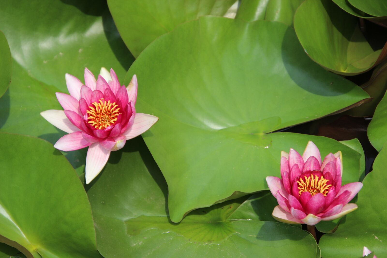 Canon EOS 600D (Rebel EOS T3i / EOS Kiss X5) sample photo. Plant, lotus, bicolour lotus photography