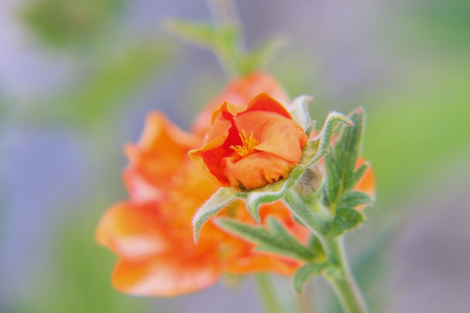 Canon EOS 70D sample photo. Flower, orange, macro photography