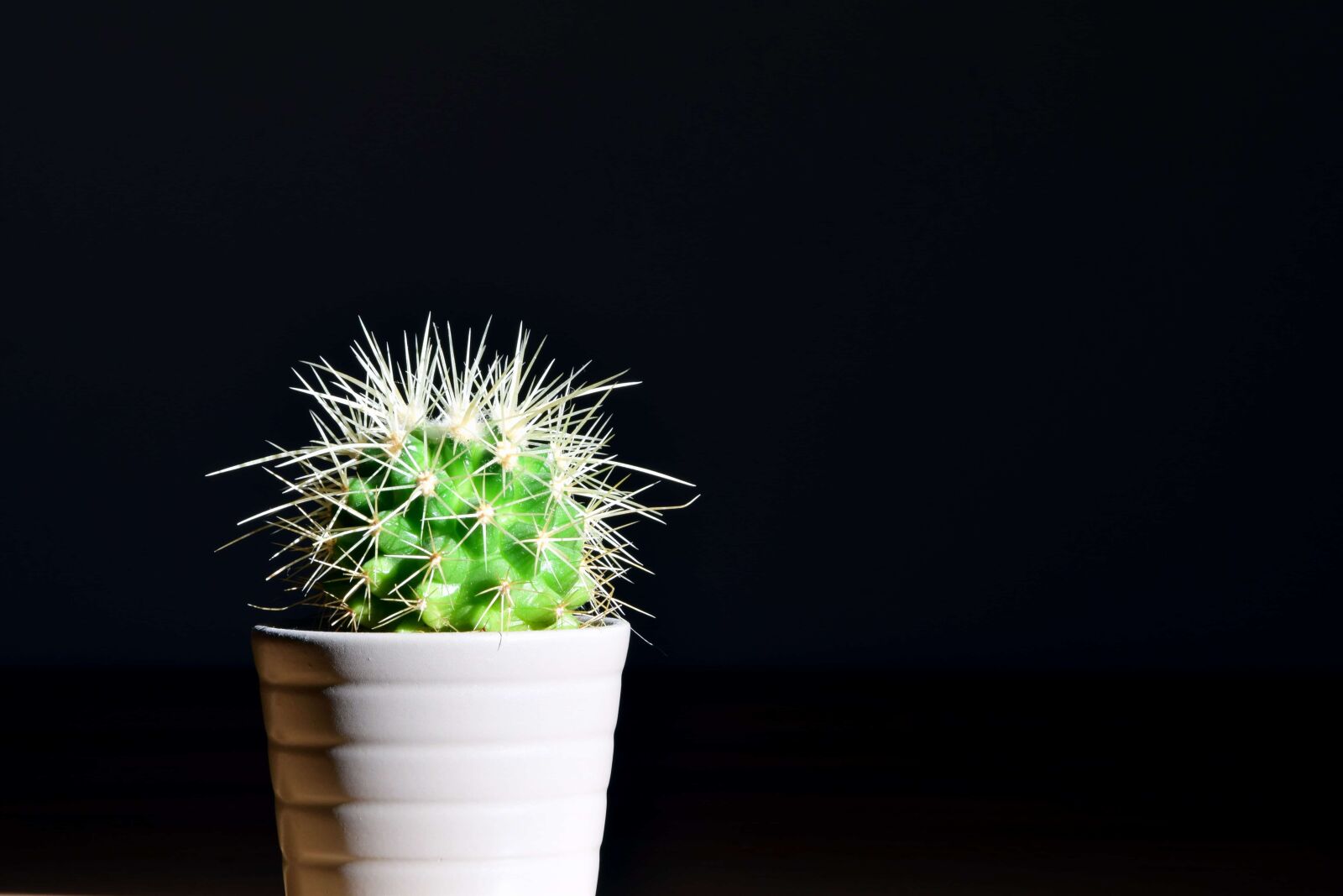 Nikon D3300 sample photo. Cactus, pot, plant, leaf photography