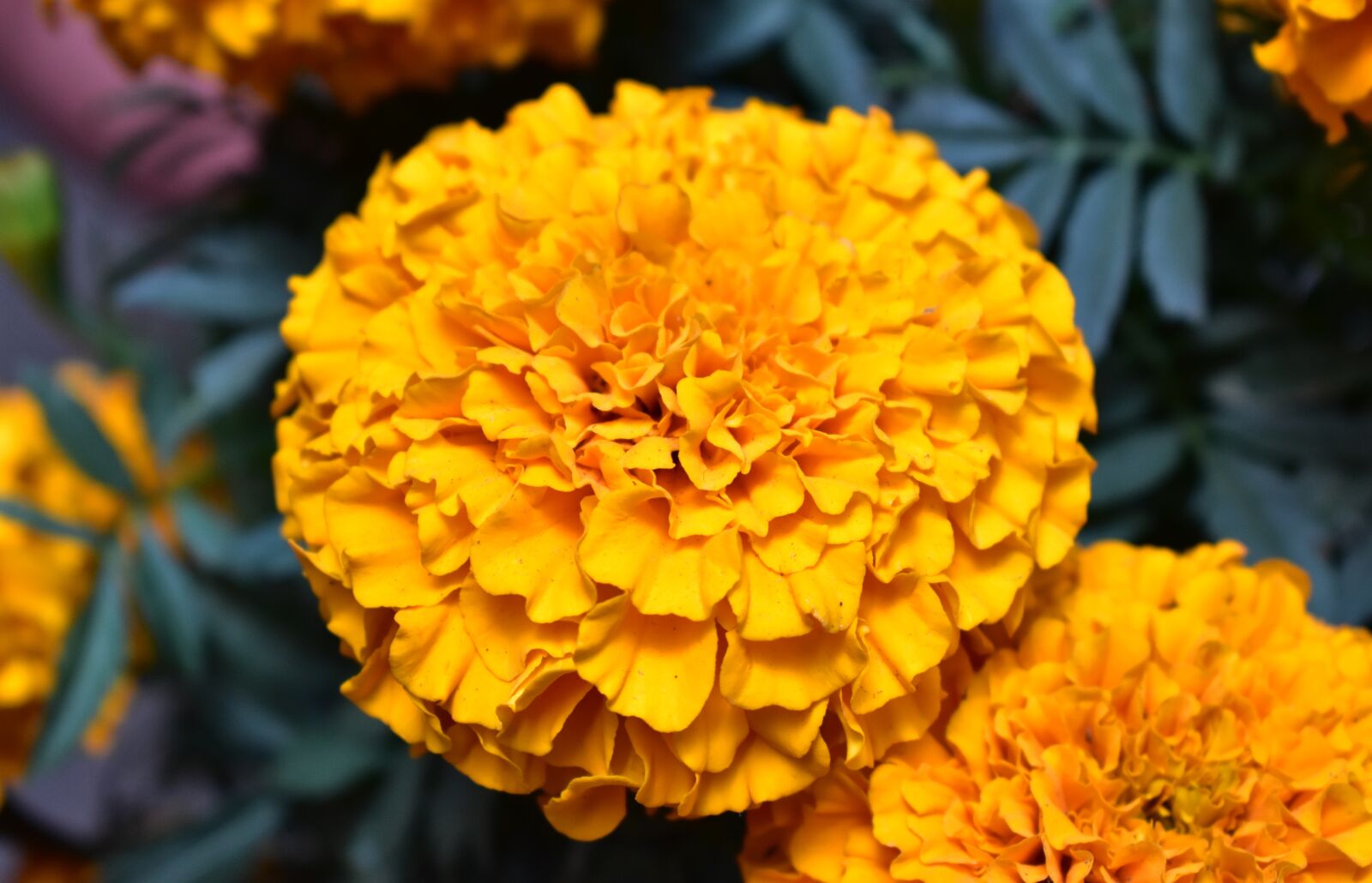 Nikon D5600 sample photo. Flower, flowers, day of photography