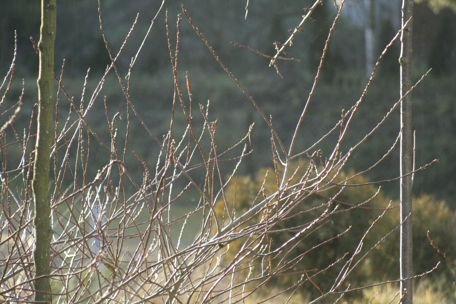 Canon EOS 350D (EOS Digital Rebel XT / EOS Kiss Digital N) sample photo. Twigs, spring, bush photography