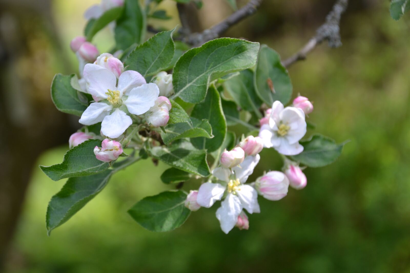 Nikon D3100 sample photo. Apple tree, apple blossom photography