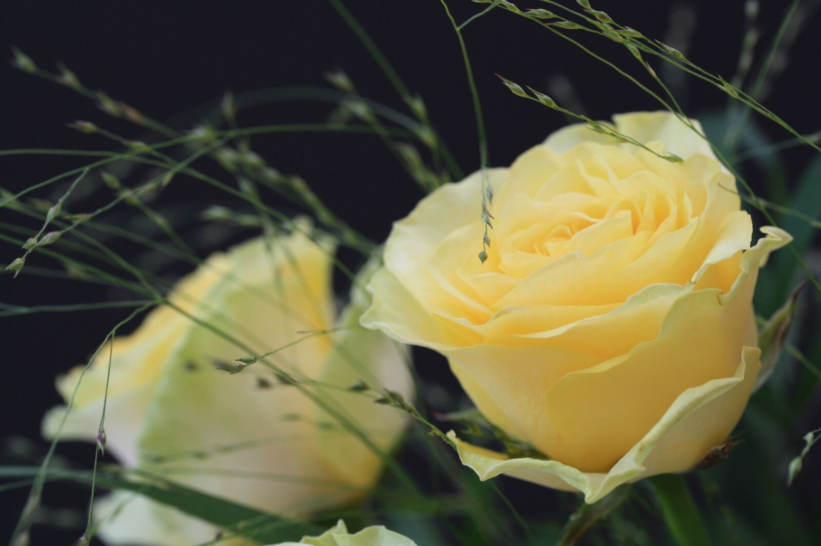 Canon EOS 1000D (EOS Digital Rebel XS / EOS Kiss F) sample photo. Rose, flower, rose blooms photography