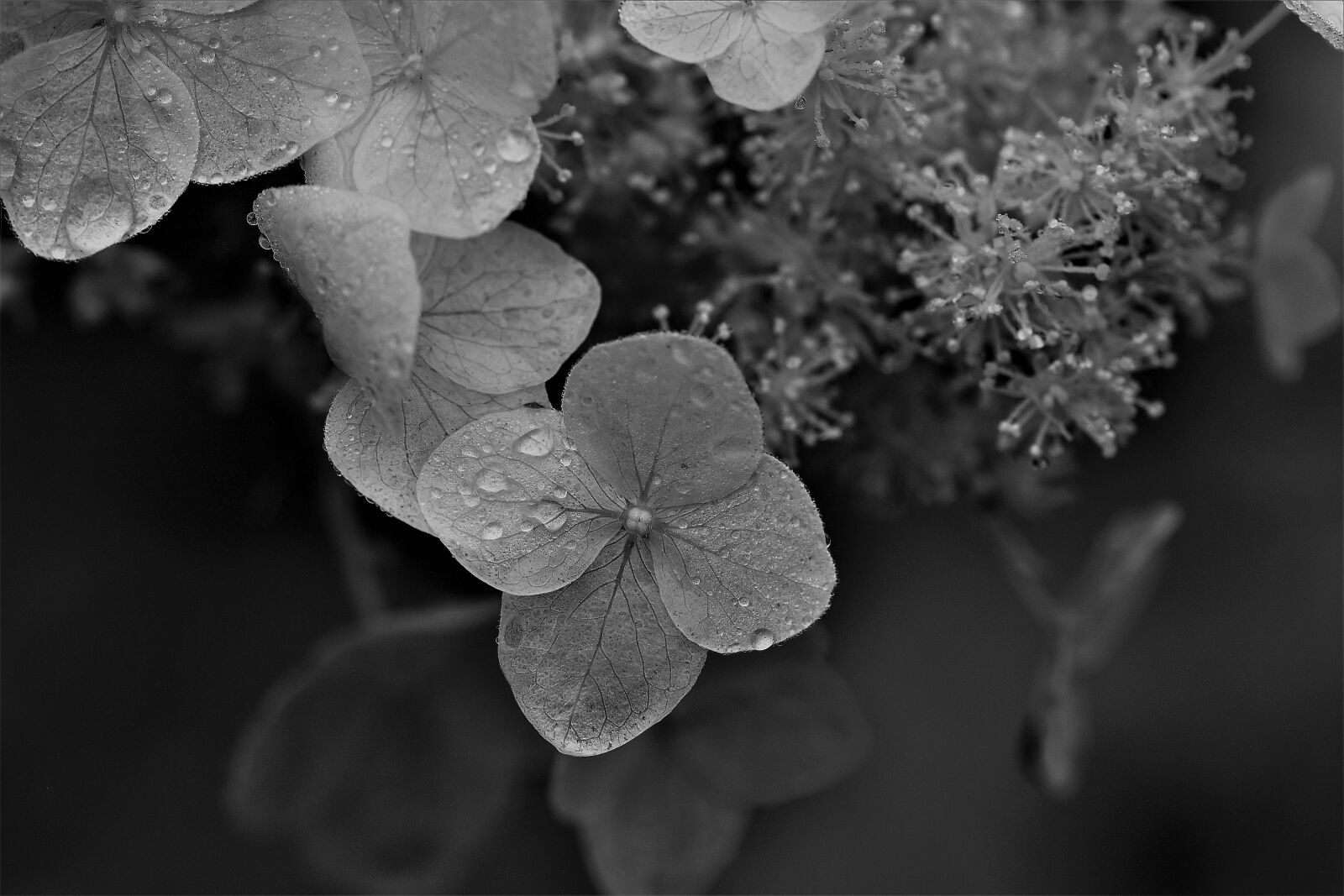 Nikon D5500 sample photo. Black and white, close photography
