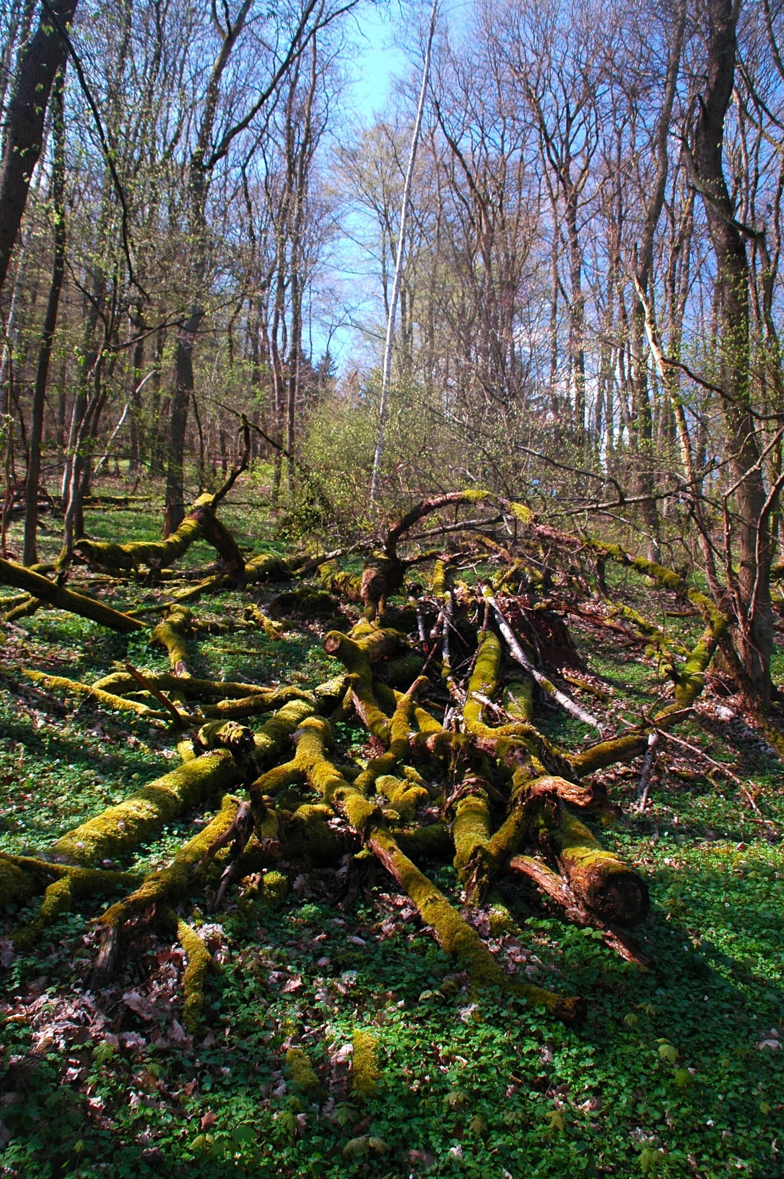 Nikon D70s sample photo. Landscape, harztor, spring photography