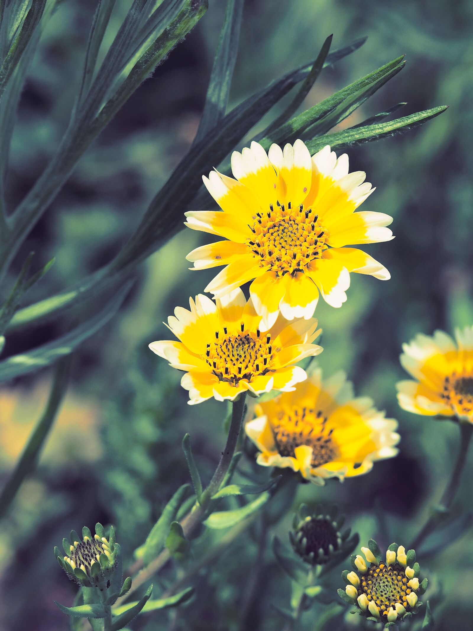 Olympus OM-D E-M1 + Olympus M.Zuiko Digital ED 40-150mm F2.8 Pro sample photo. Chrysanthemum, flowers, yellow photography