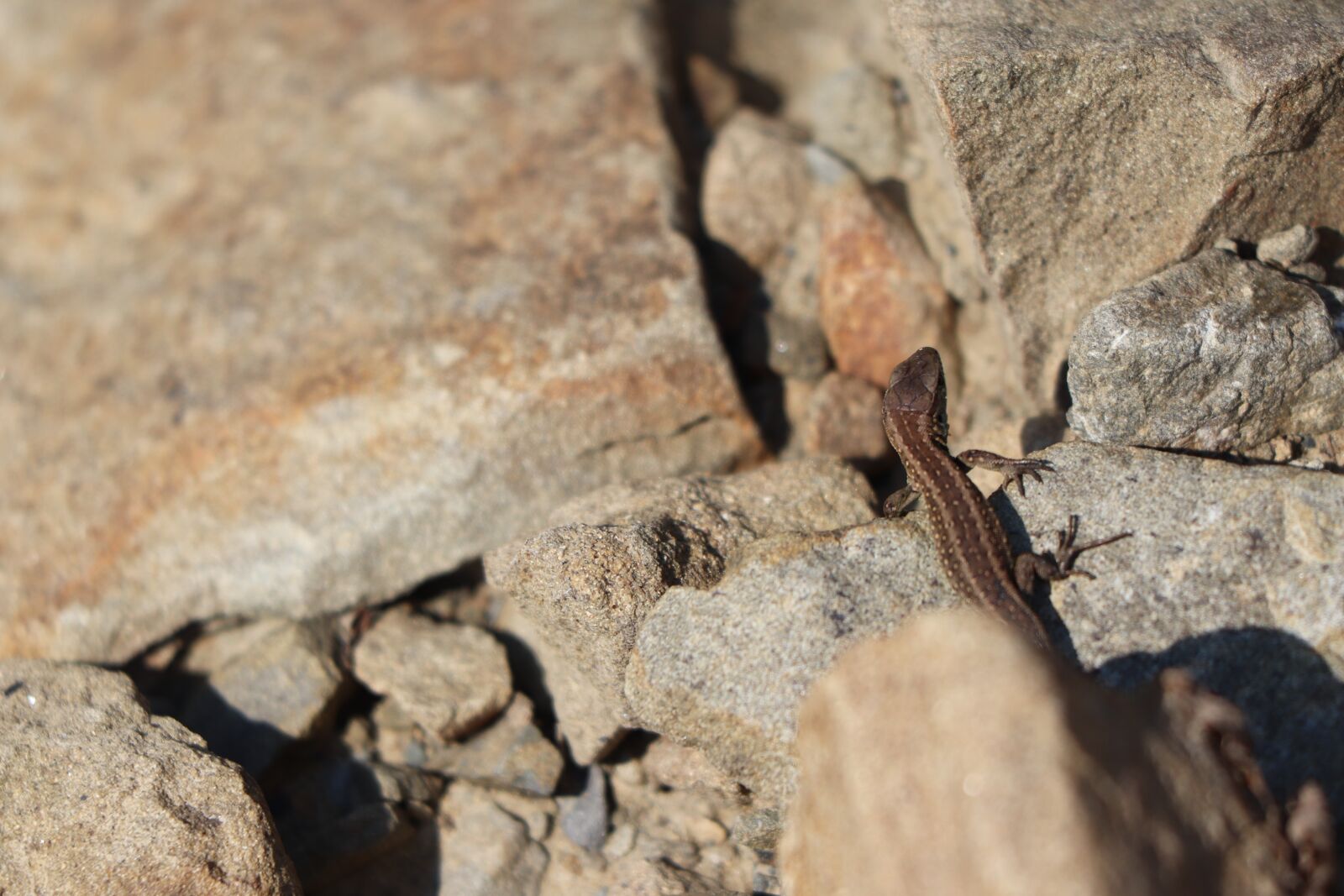 Canon EF 70-300 F4-5.6 IS II USM sample photo. Lizard, stone, reptile photography